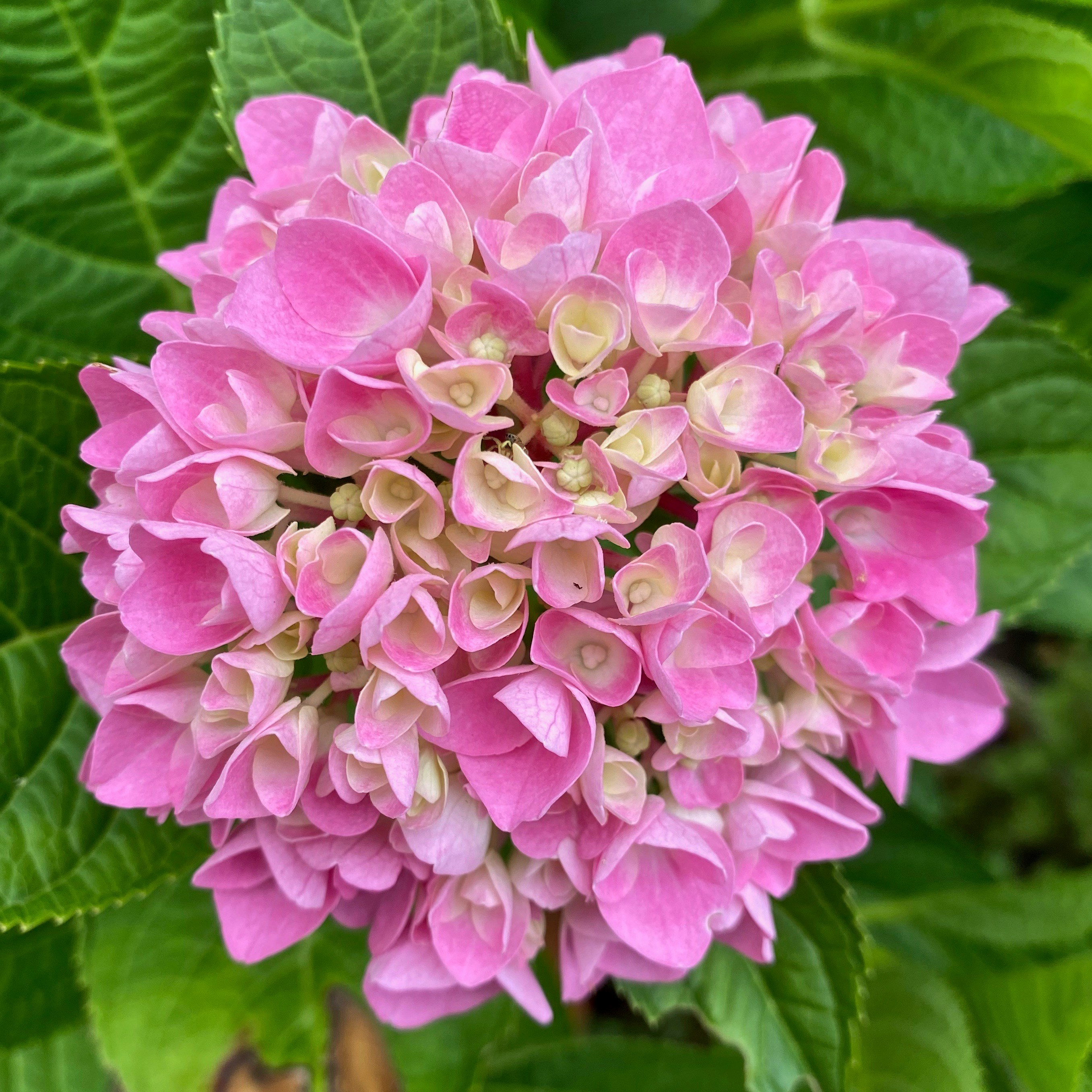 Photo by remcovanbaalen