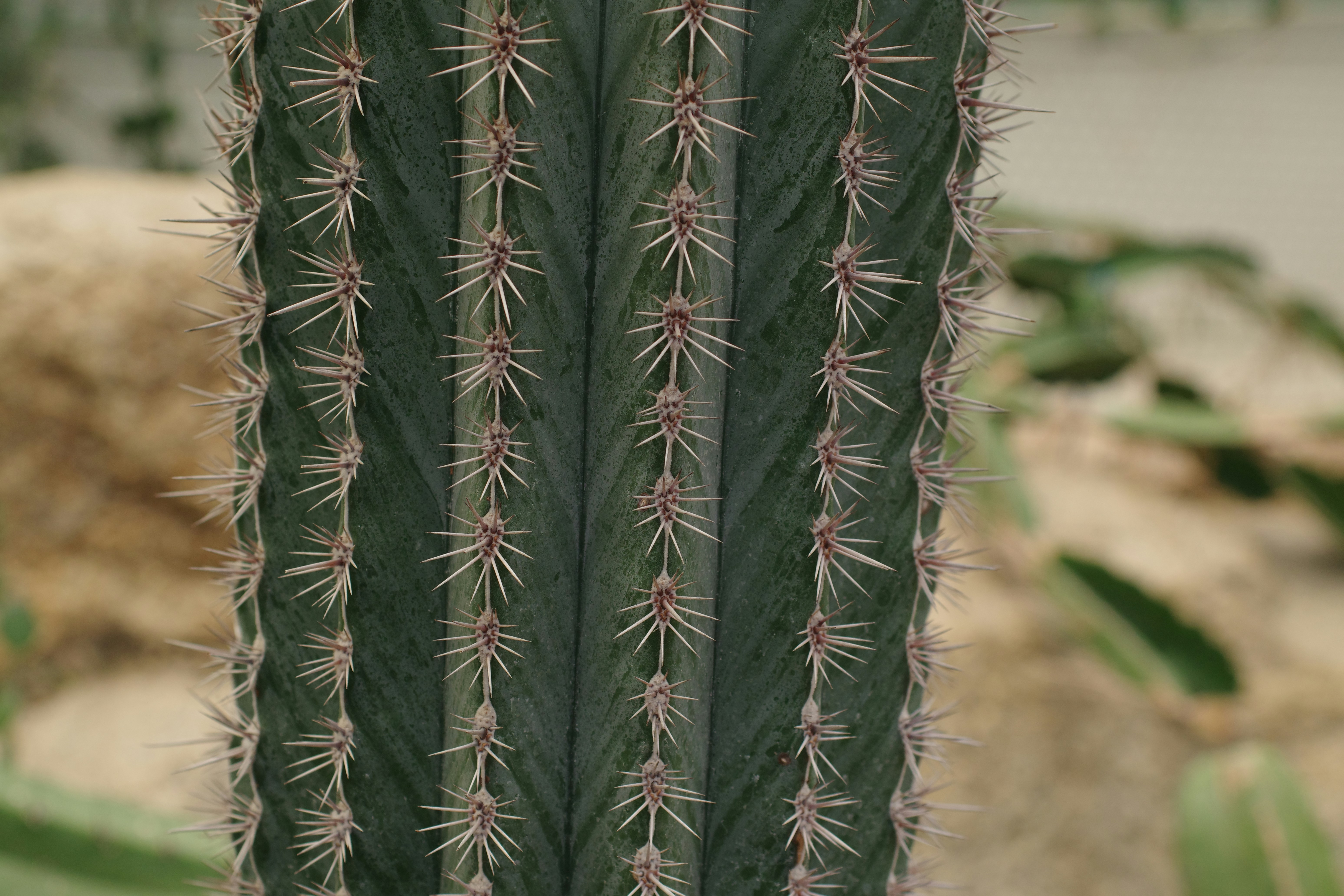 Trichocereus bertramianus