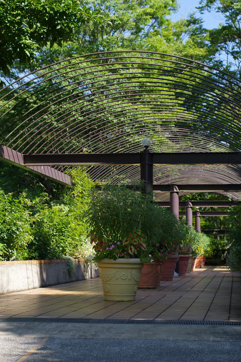 Freshly
    repotted plants placed in a shaded area for recovery