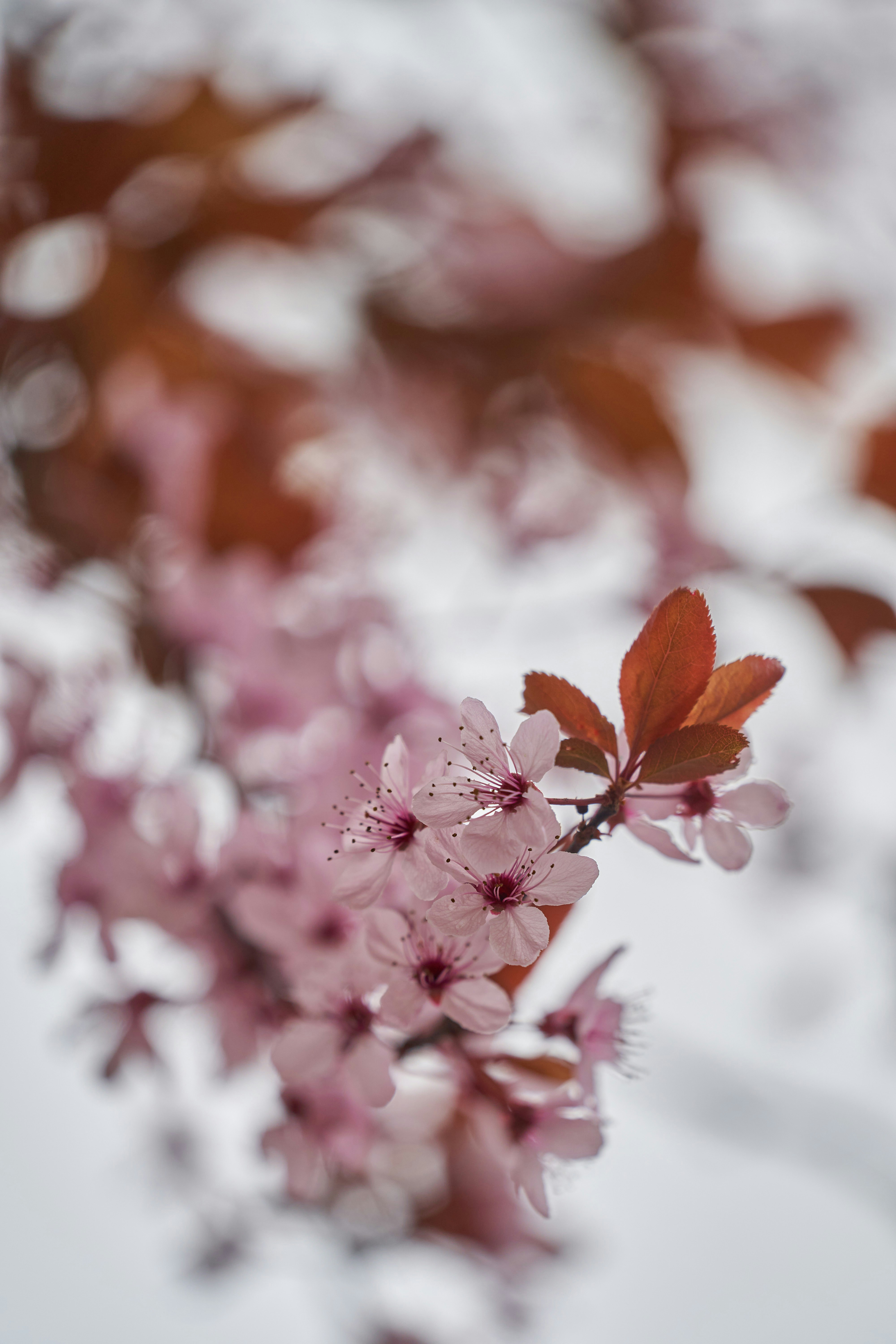 Photo by wolfgang_hasselmann