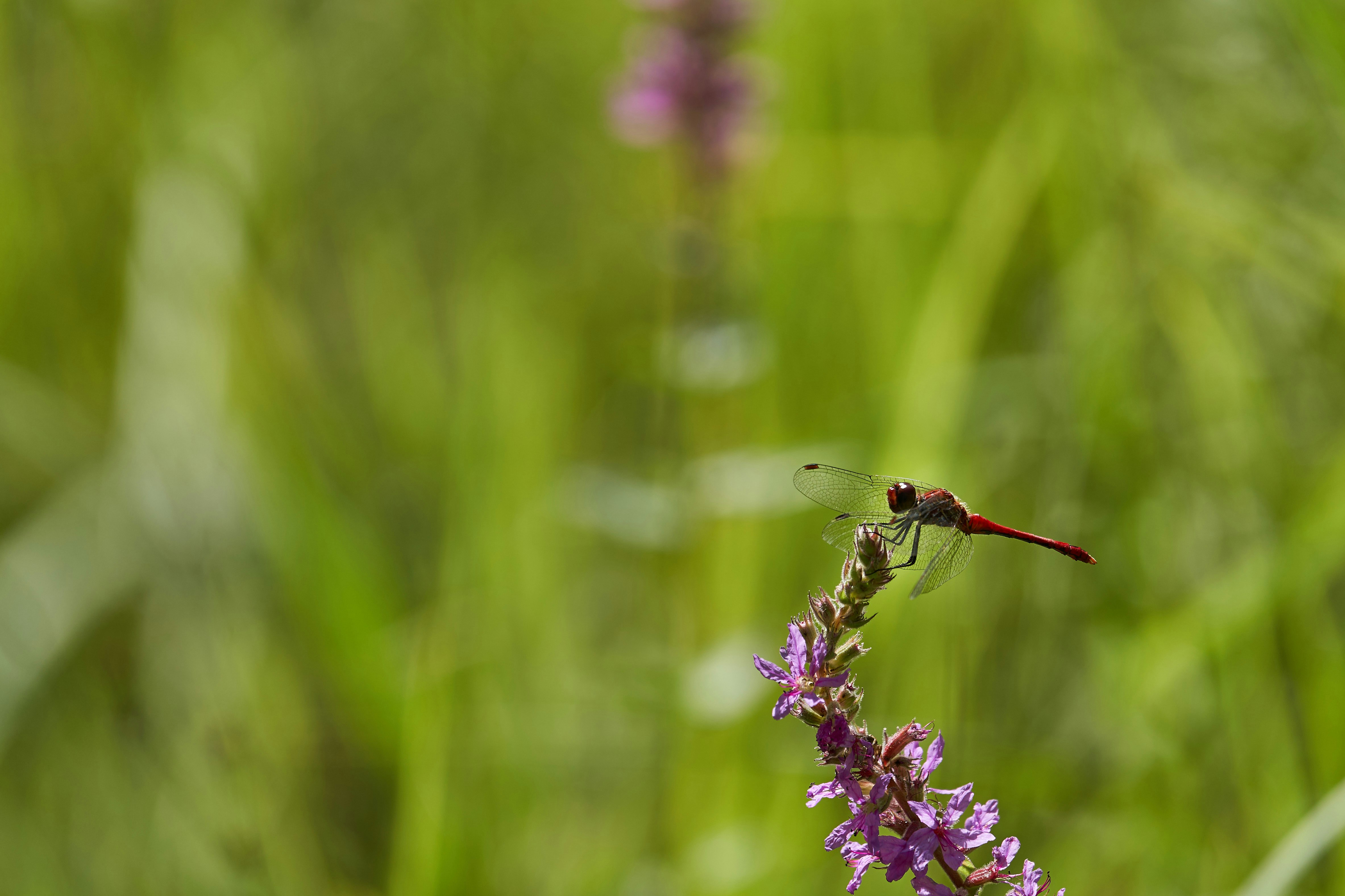 Photo by wolfgang_hasselmann