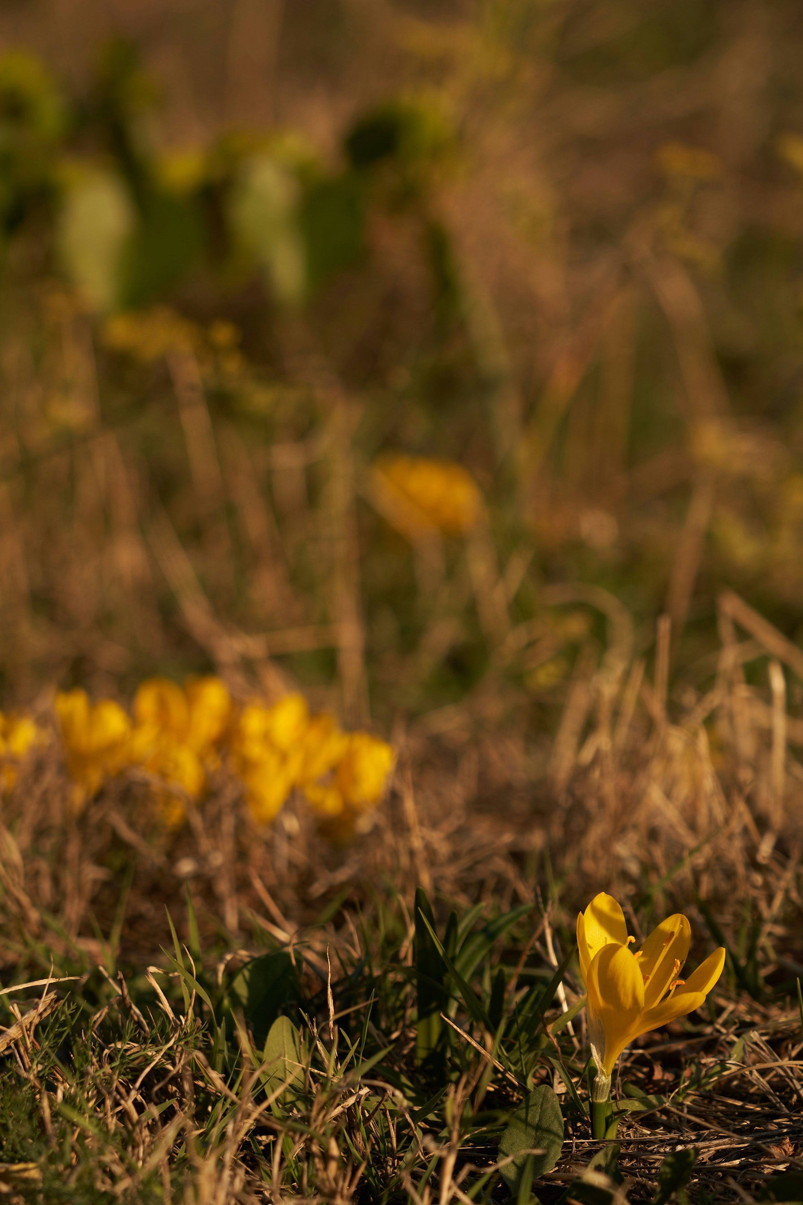 Photo by wolfgang_hasselmann