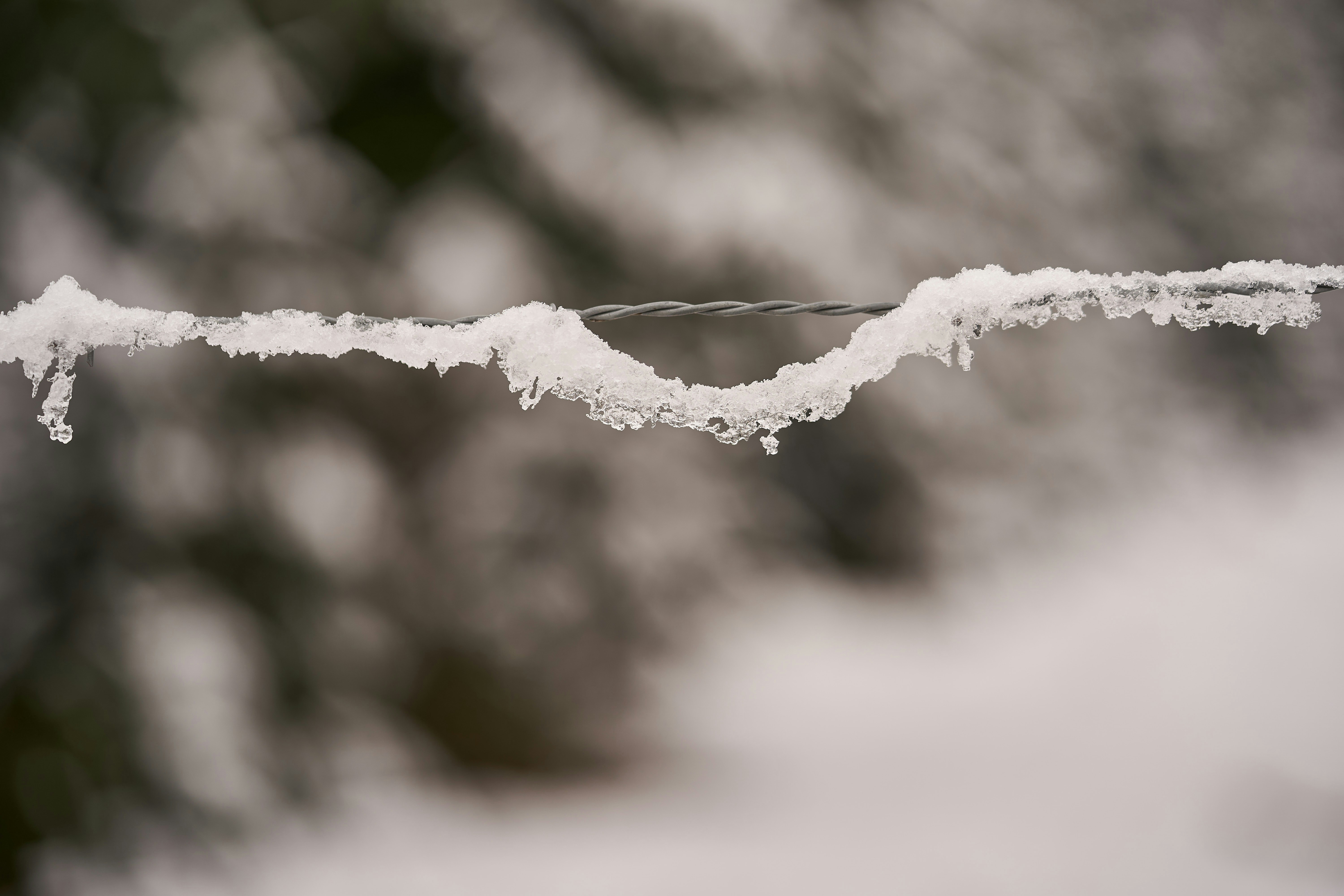 Photo by wolfgang_hasselmann