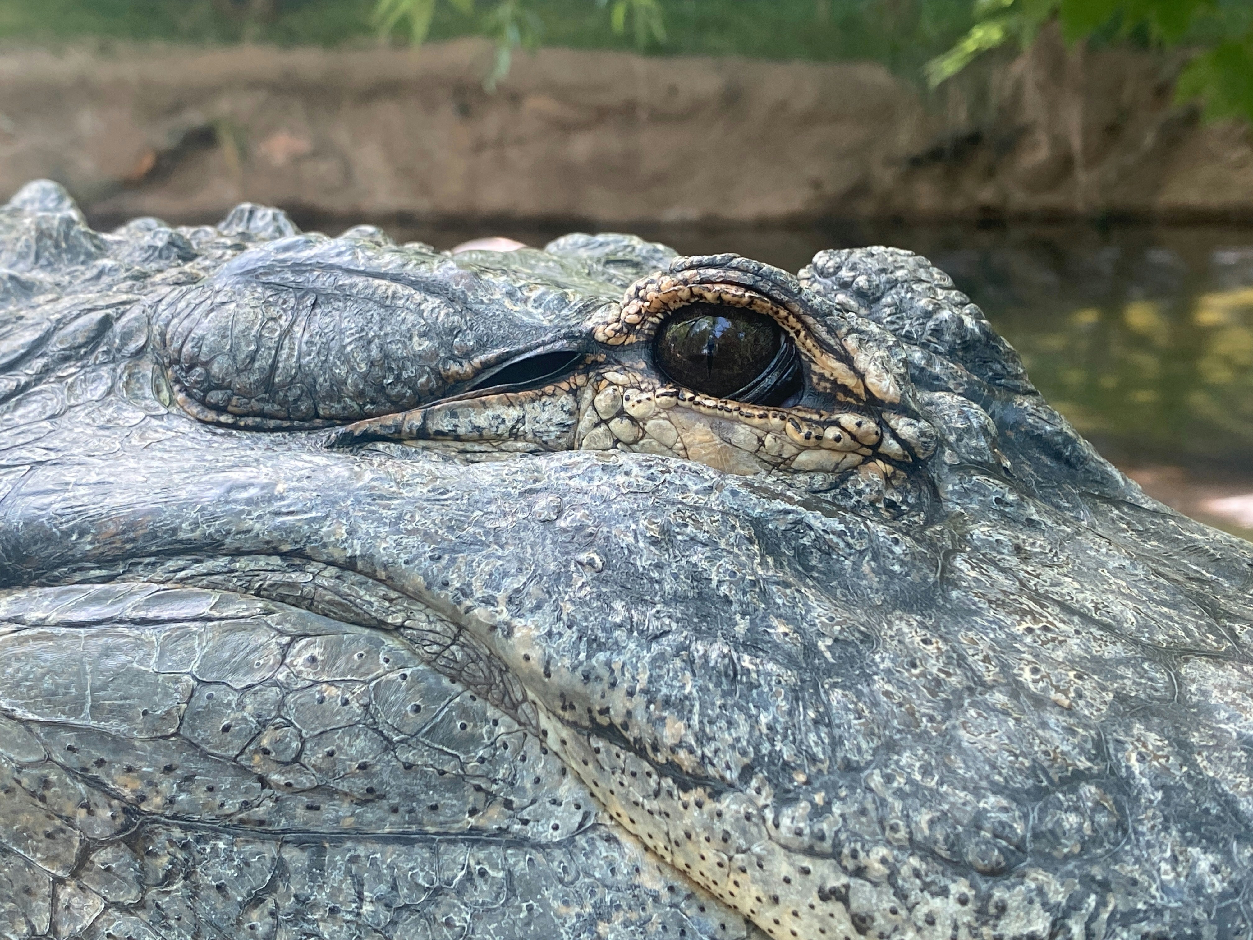 A close up of a large alligator's eye