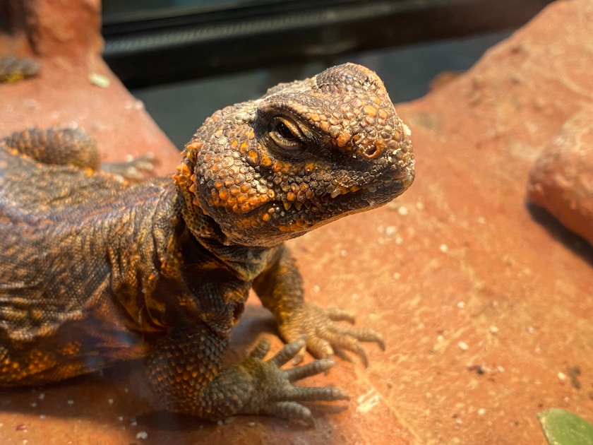 Bartagame terrarium einrichten schritt fuer schritt — step-by-step visual example