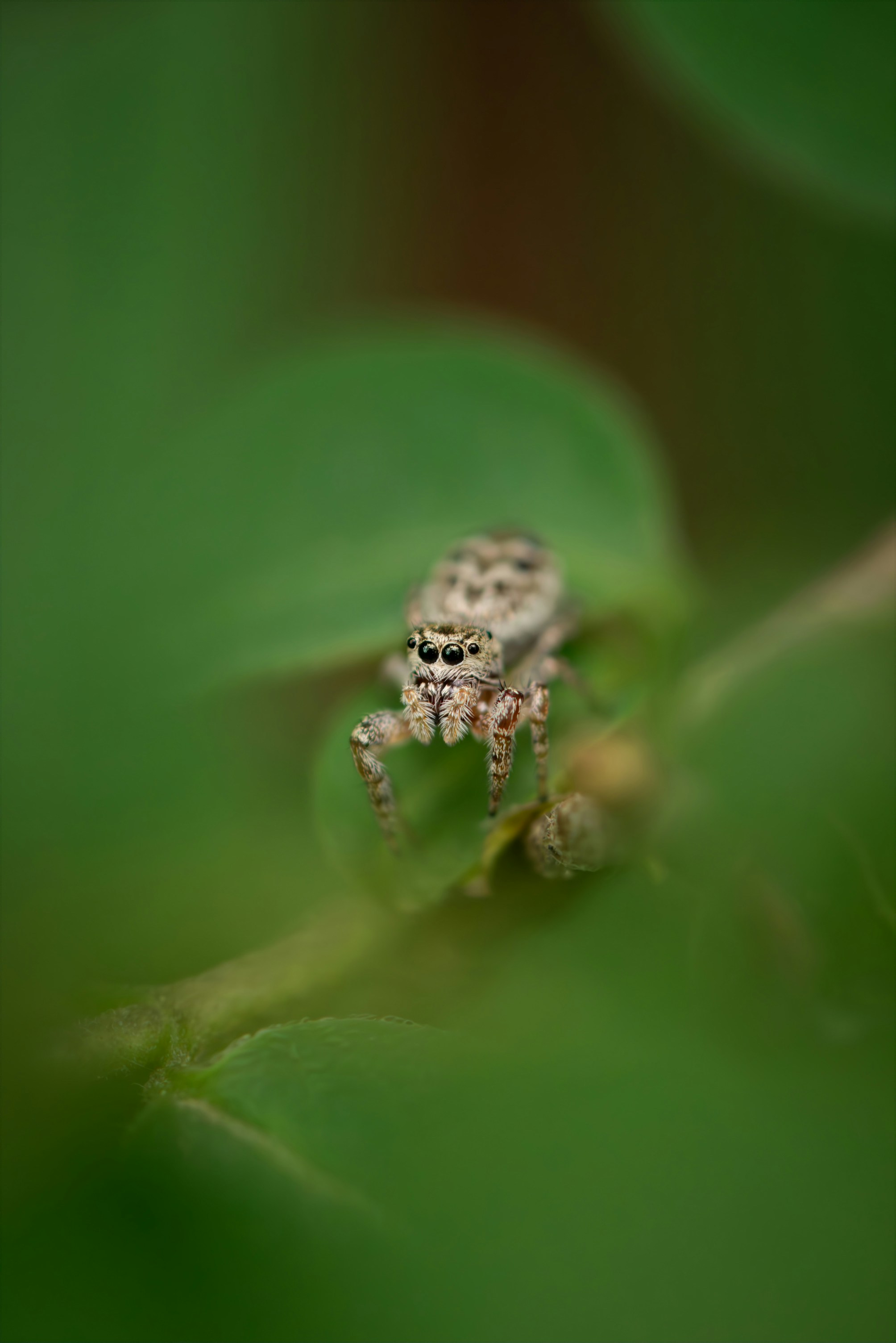 A small frog sitting on top of a green leaf