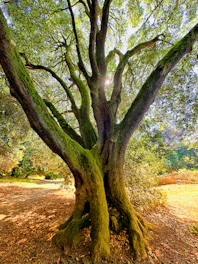 A large tree that is in the middle of a field