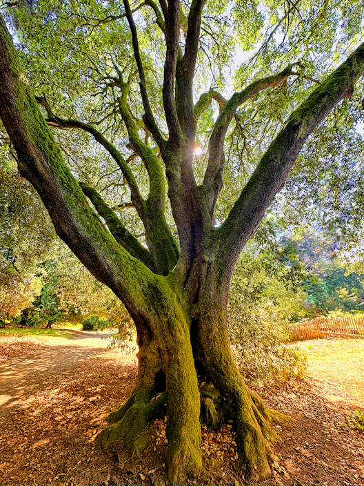 A large tree that is in the middle of a field