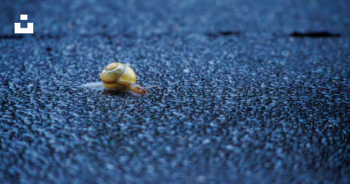 A small yellow object sitting on the side of a road photo – Free Insect ...