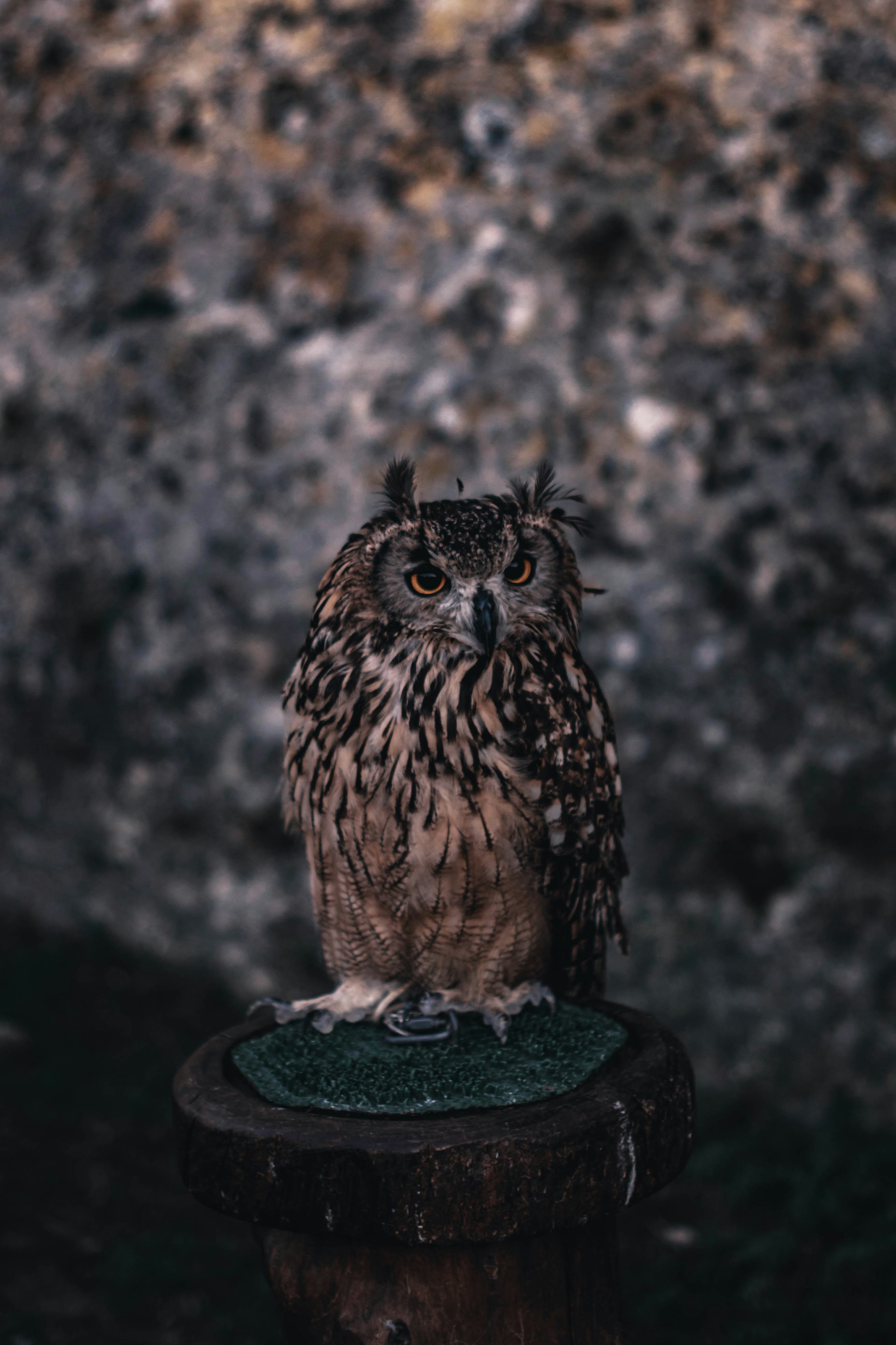 Owl