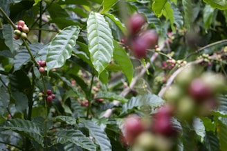 A bird sitting on a branch of a tree