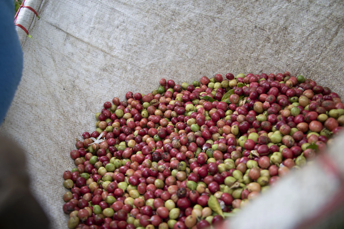 Petani kopi Indonesia sedang memanen biji kopi spesial untuk ekspor