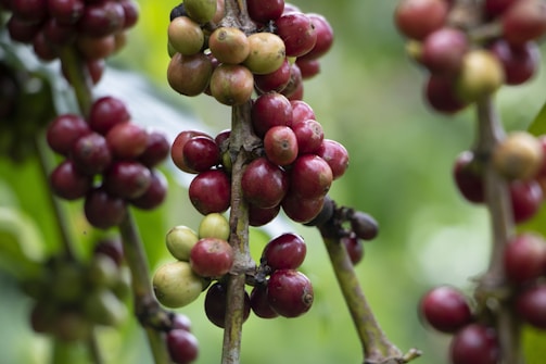 A bunch of coffee beans growing on a tree
