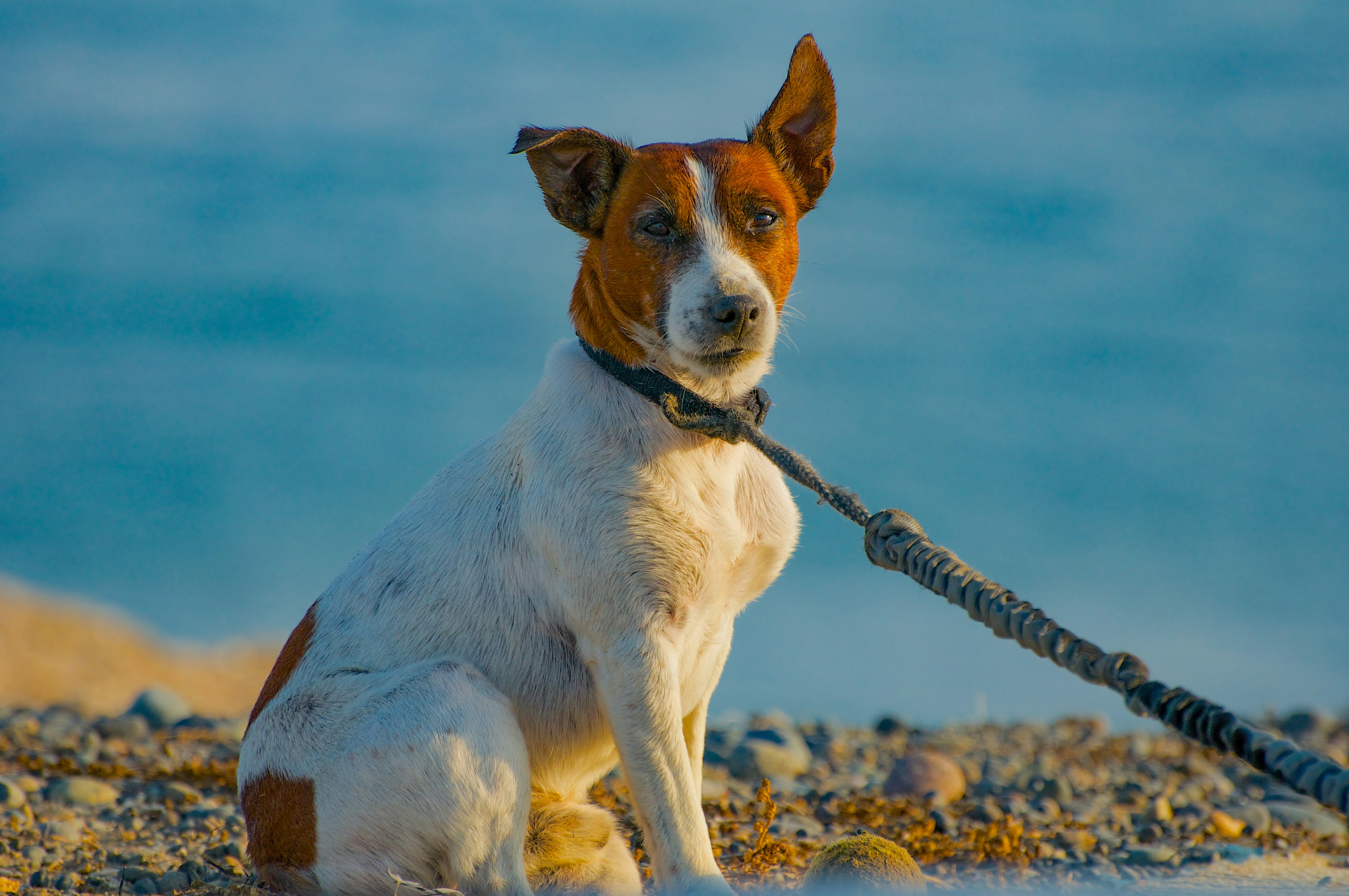 A brown and white dog with a leash on a beach