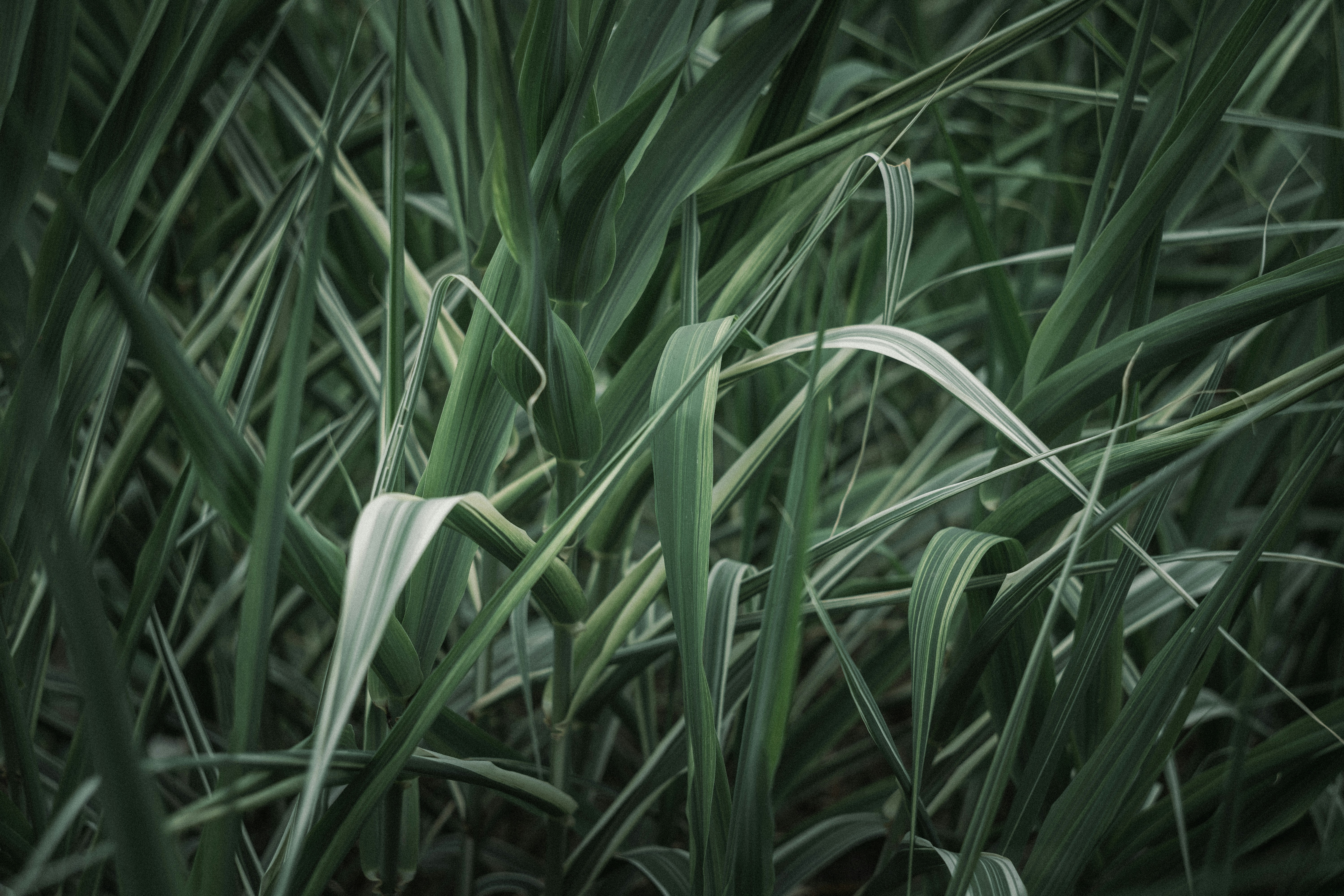 Photo by summerobelisk