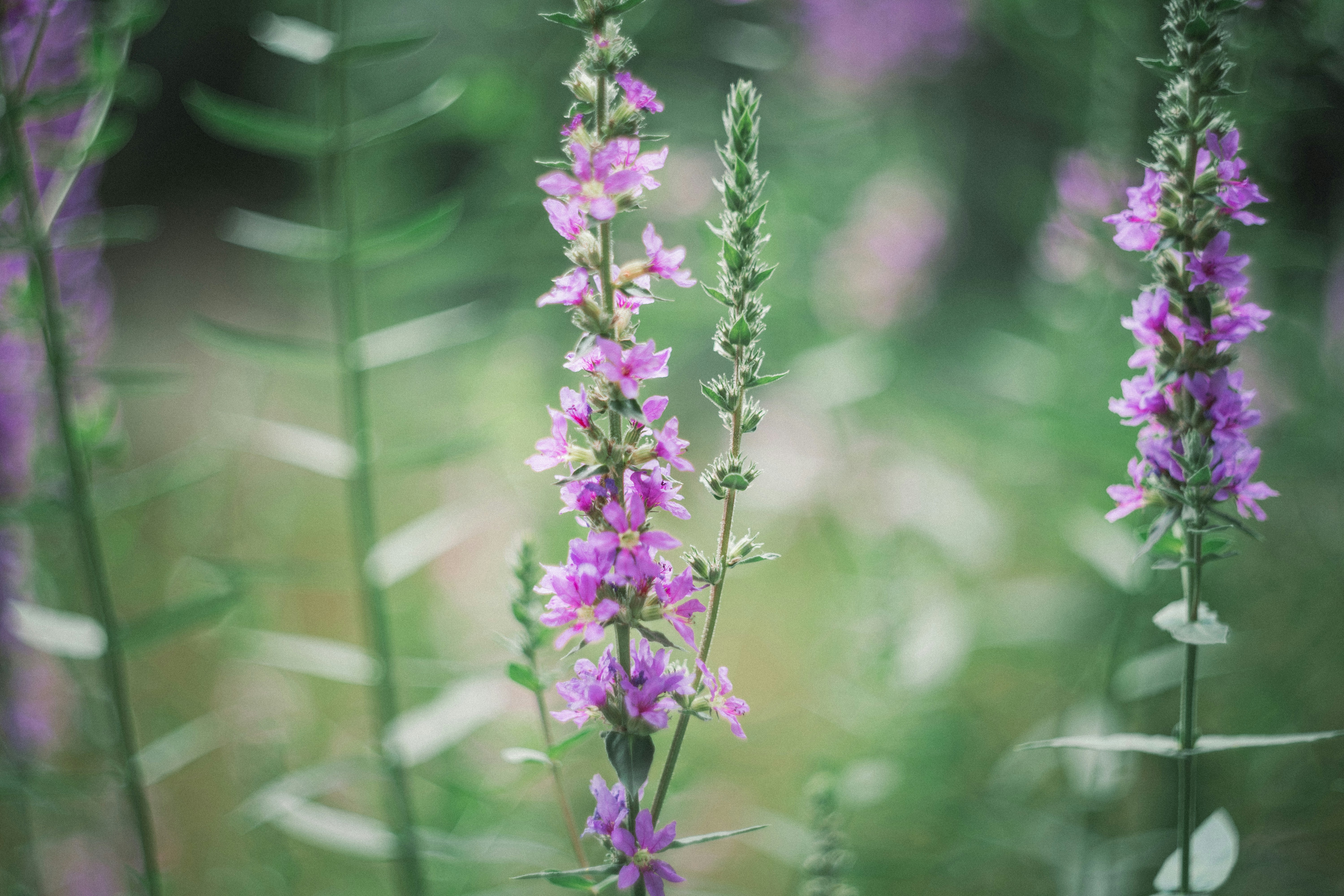 Photo by summerobelisk