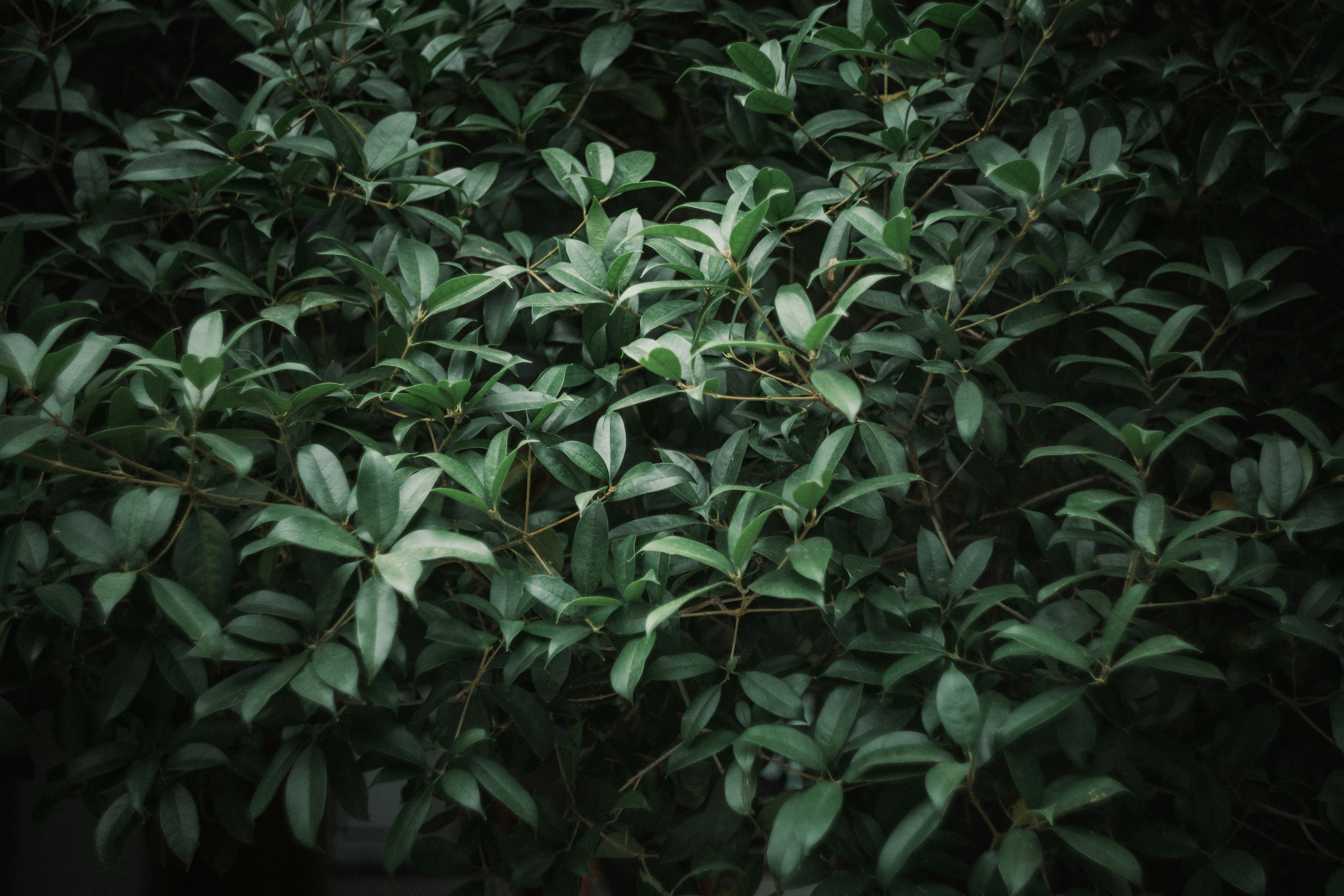 Photo by summerobelisk