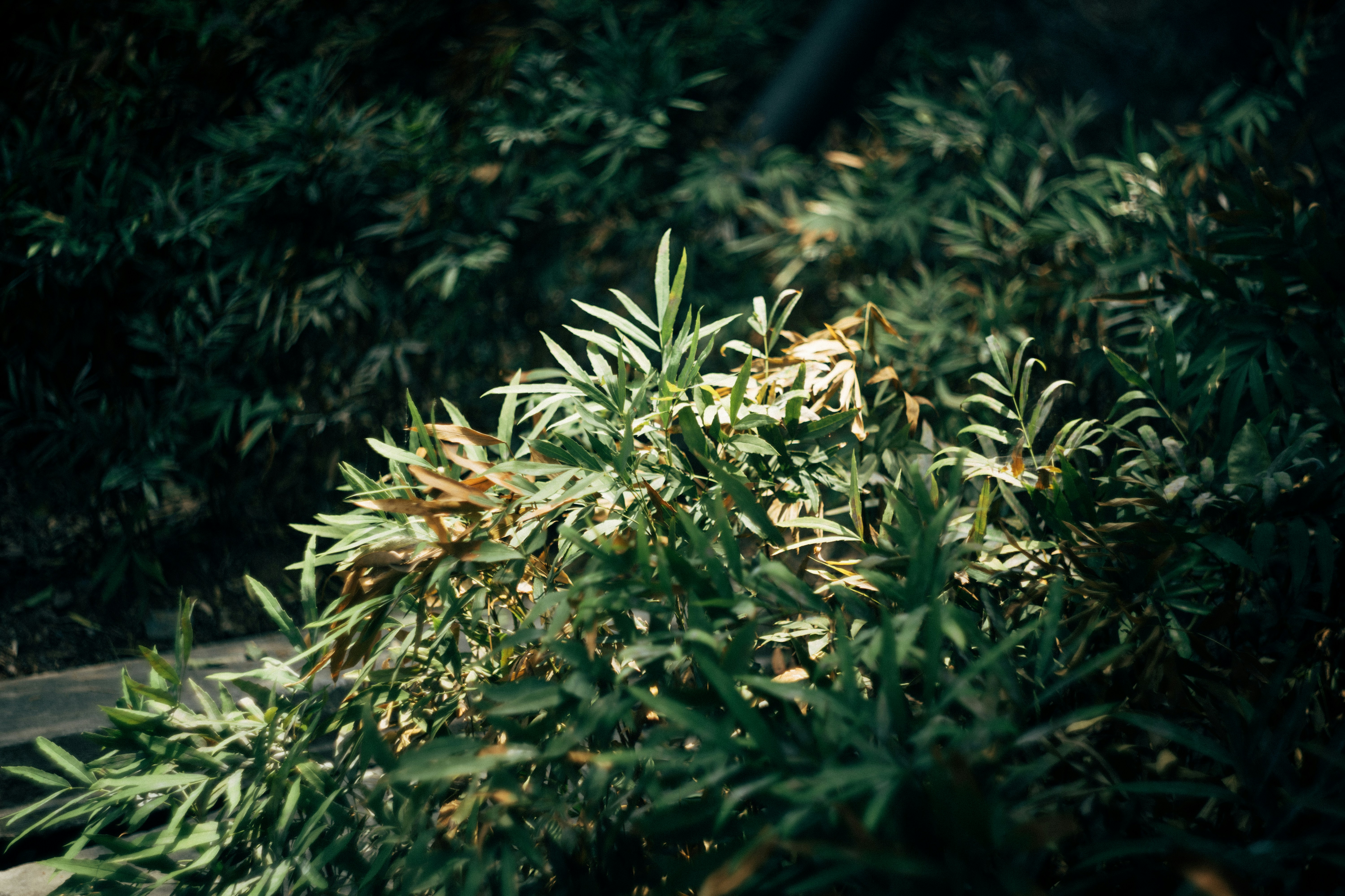 Photo by summerobelisk