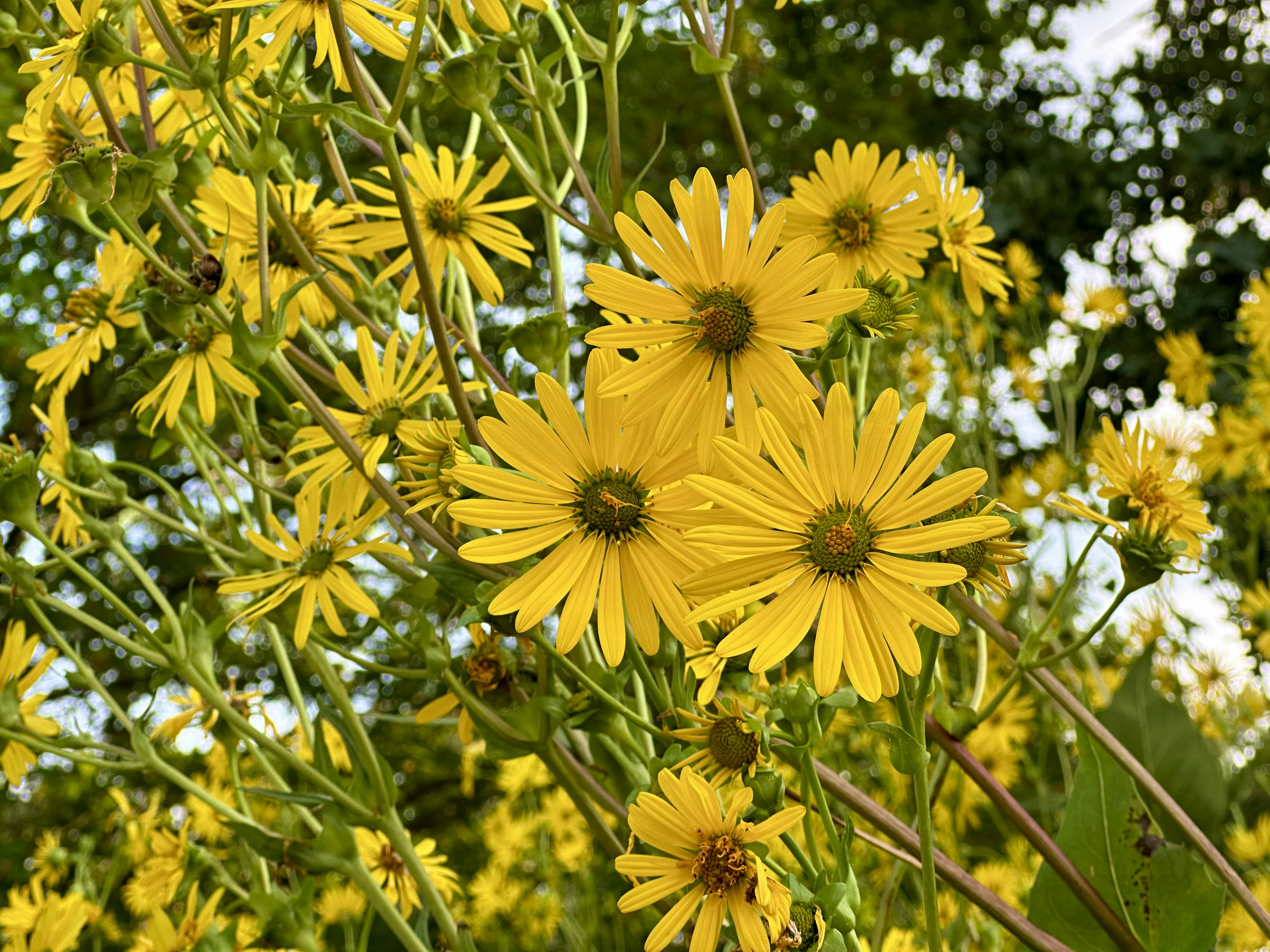 Photo by midkiffaries