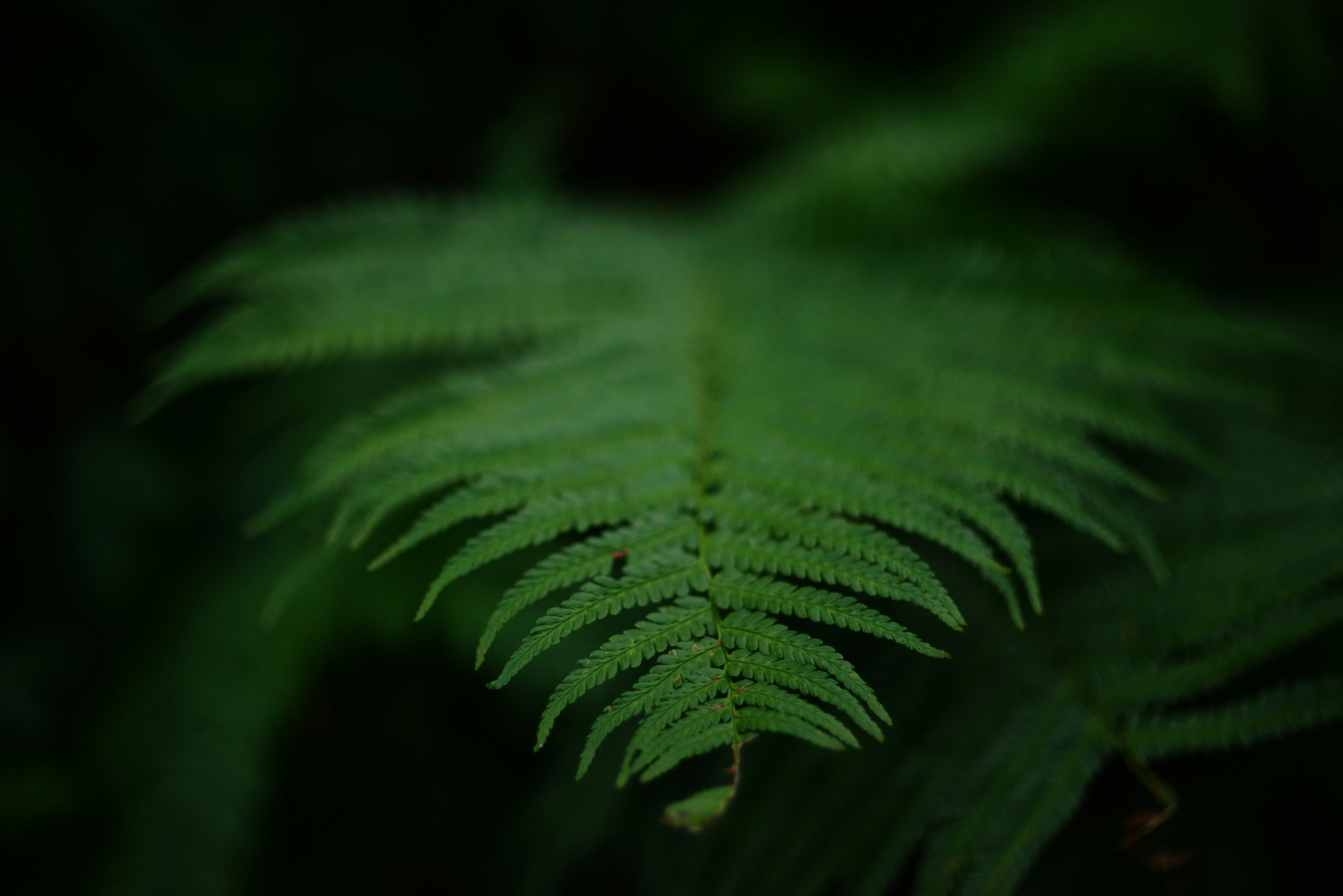 Photo by cherstve_pechivo