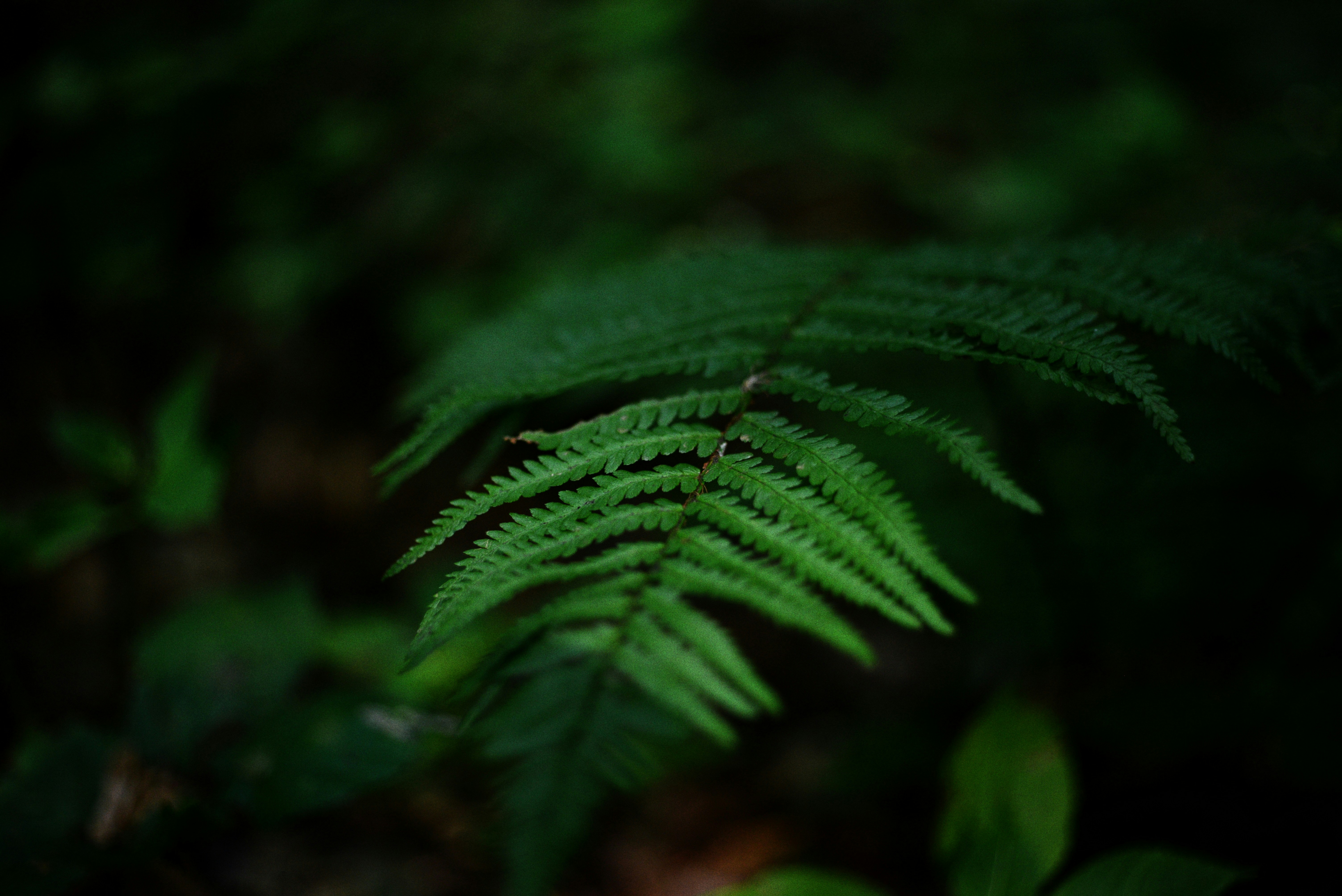 Photo by cherstve_pechivo