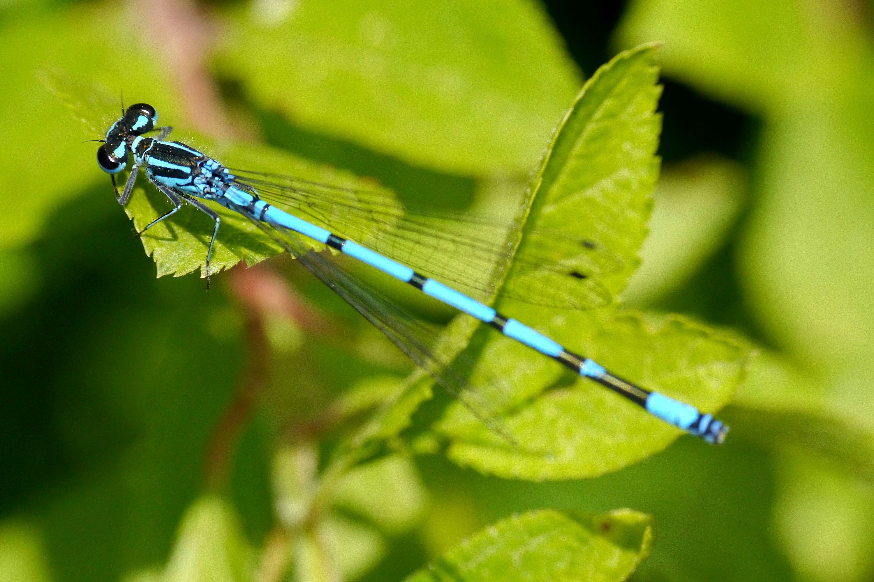 A blue dragonfly sitting on top of a green leaf photo – Free Insect ...