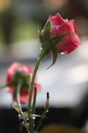 A close up of a single rose in a vase
