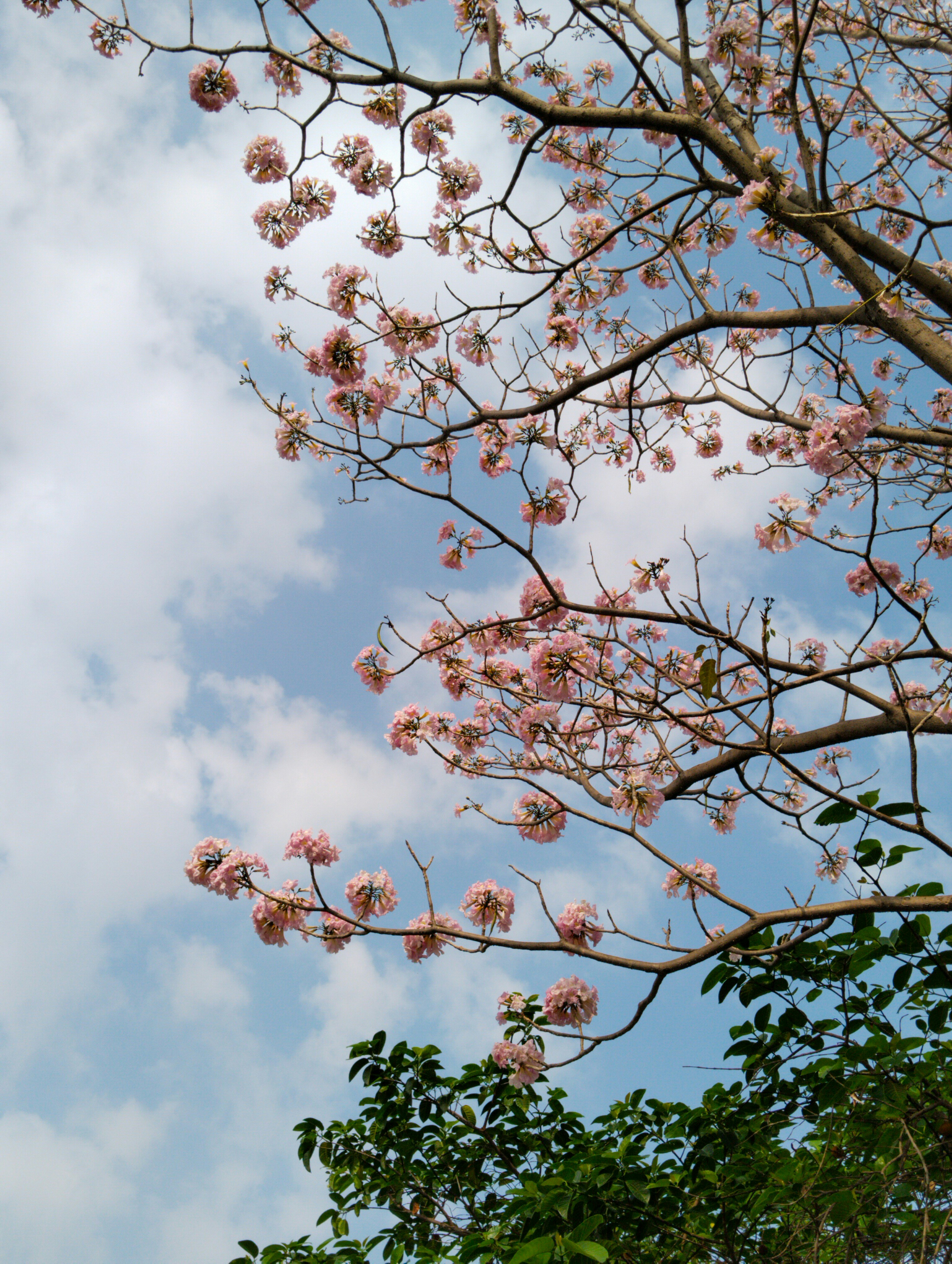 El Poder de la Colaboración entre Padres y Maestros para Apoyar a Estudiantes Neurodivergentes