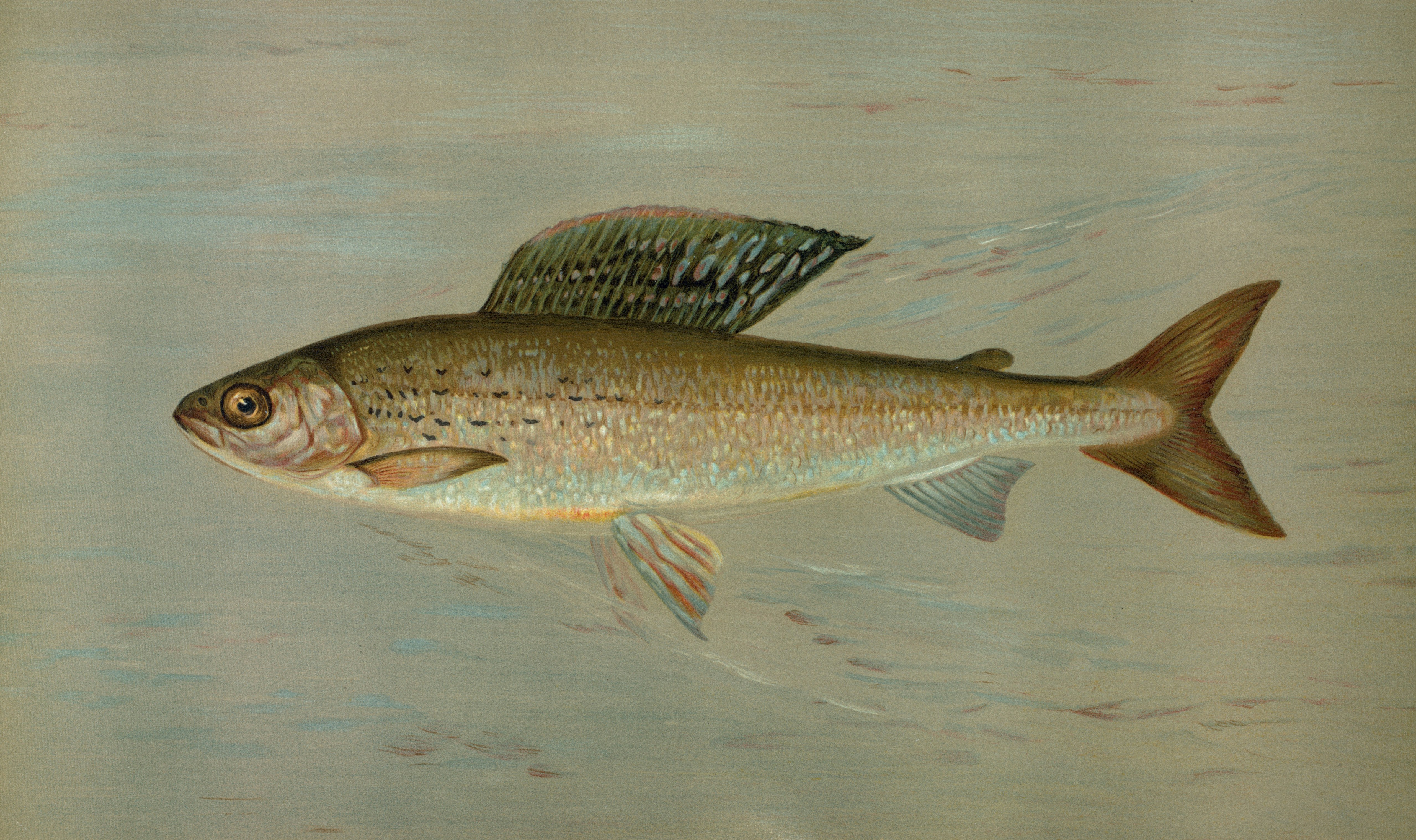 General Research Division, The New York Public Library. The Michigan Grayling, Thymallus ontariensis.