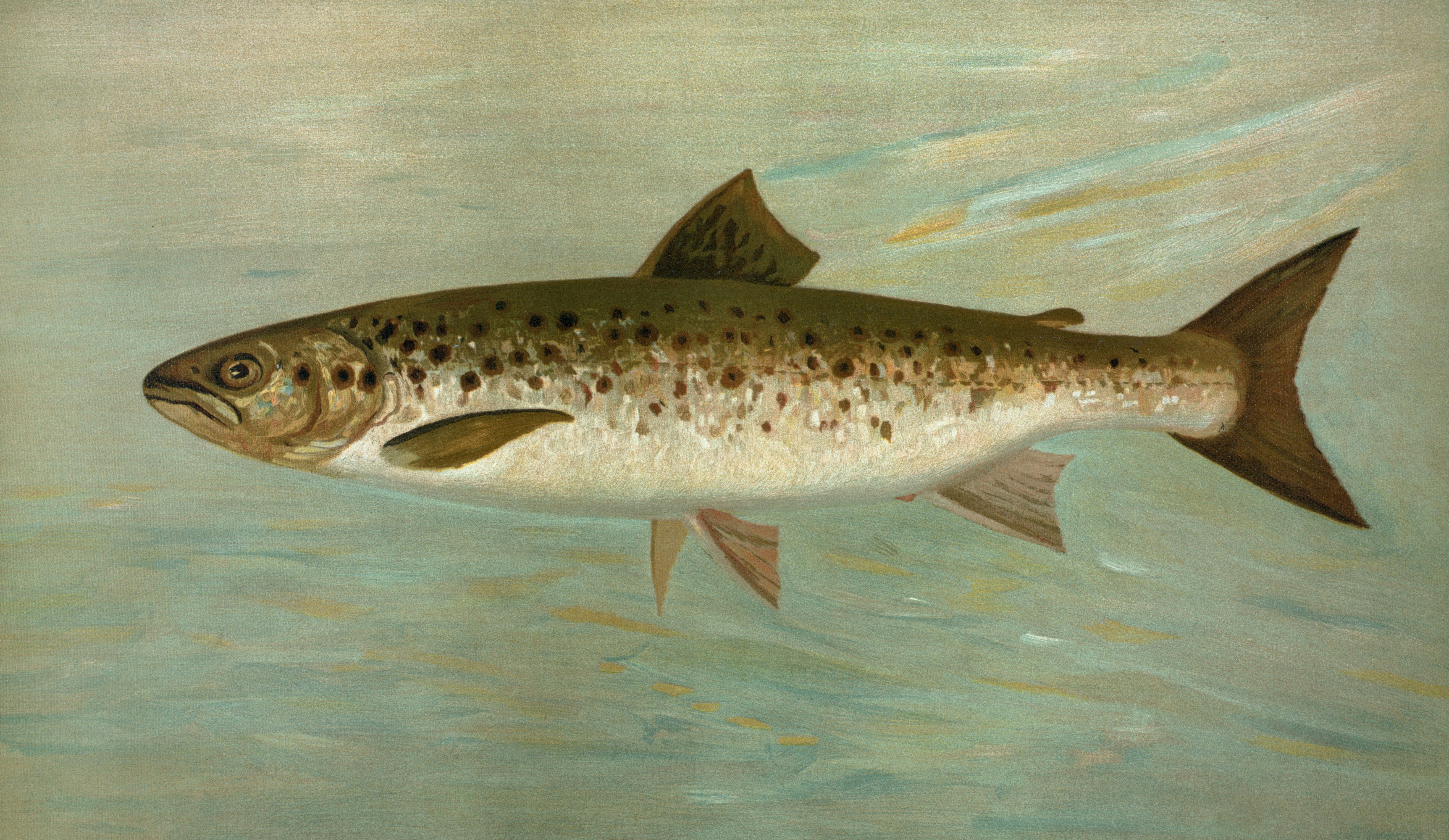 Close up of brown trout with spots in shallow clear water
