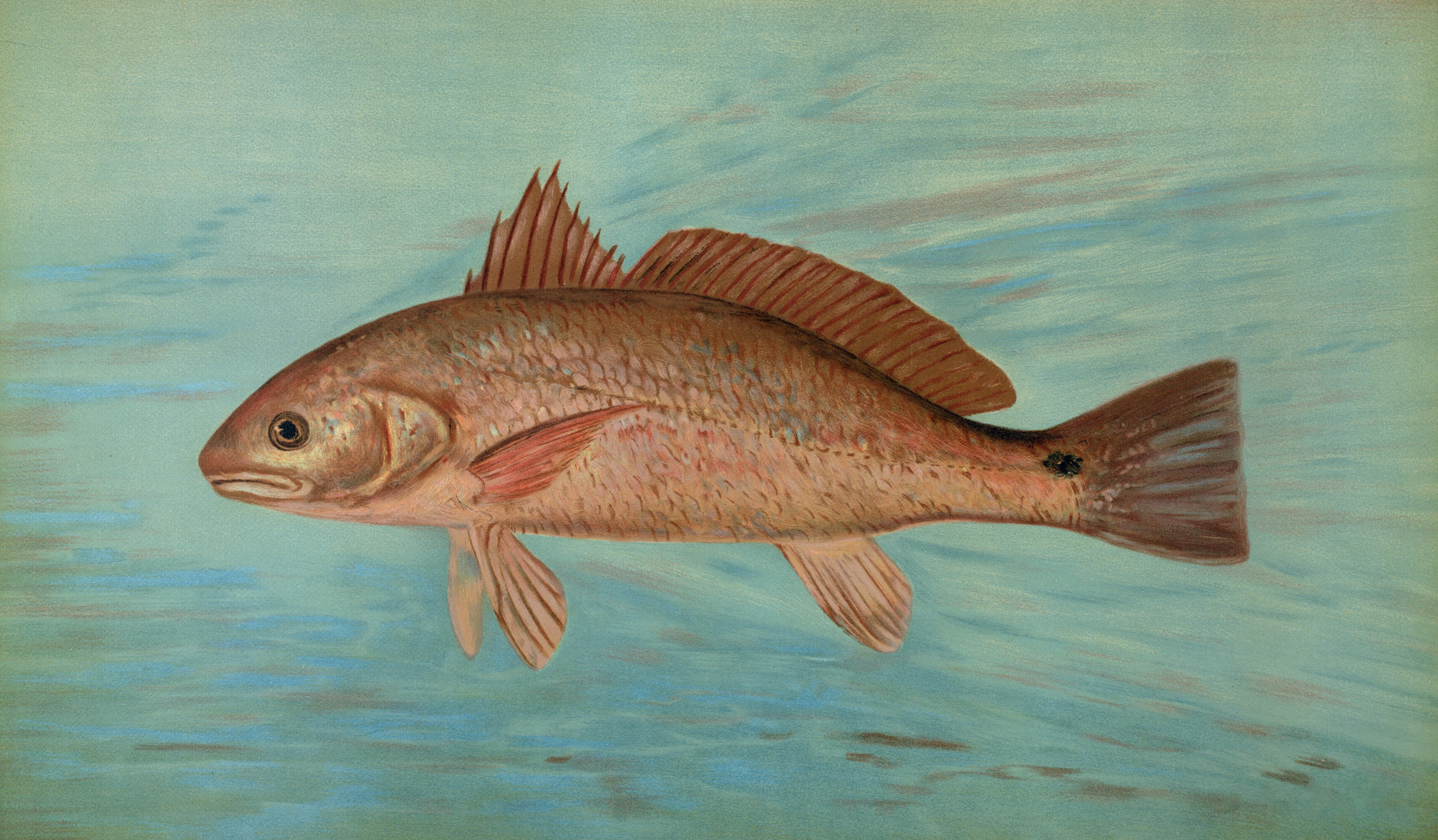 Red Drum Fresco: Compre Direto do Pescador