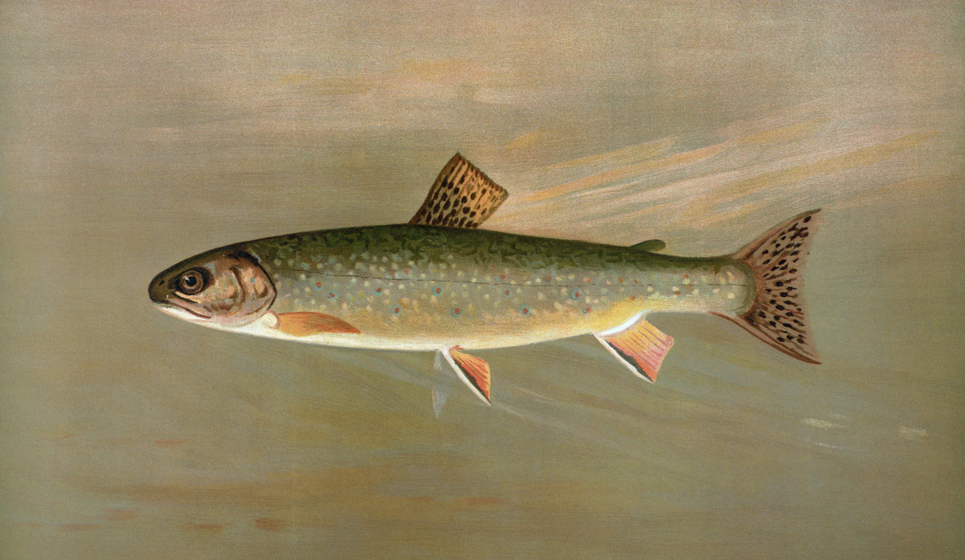 A brook trout swims in murky water