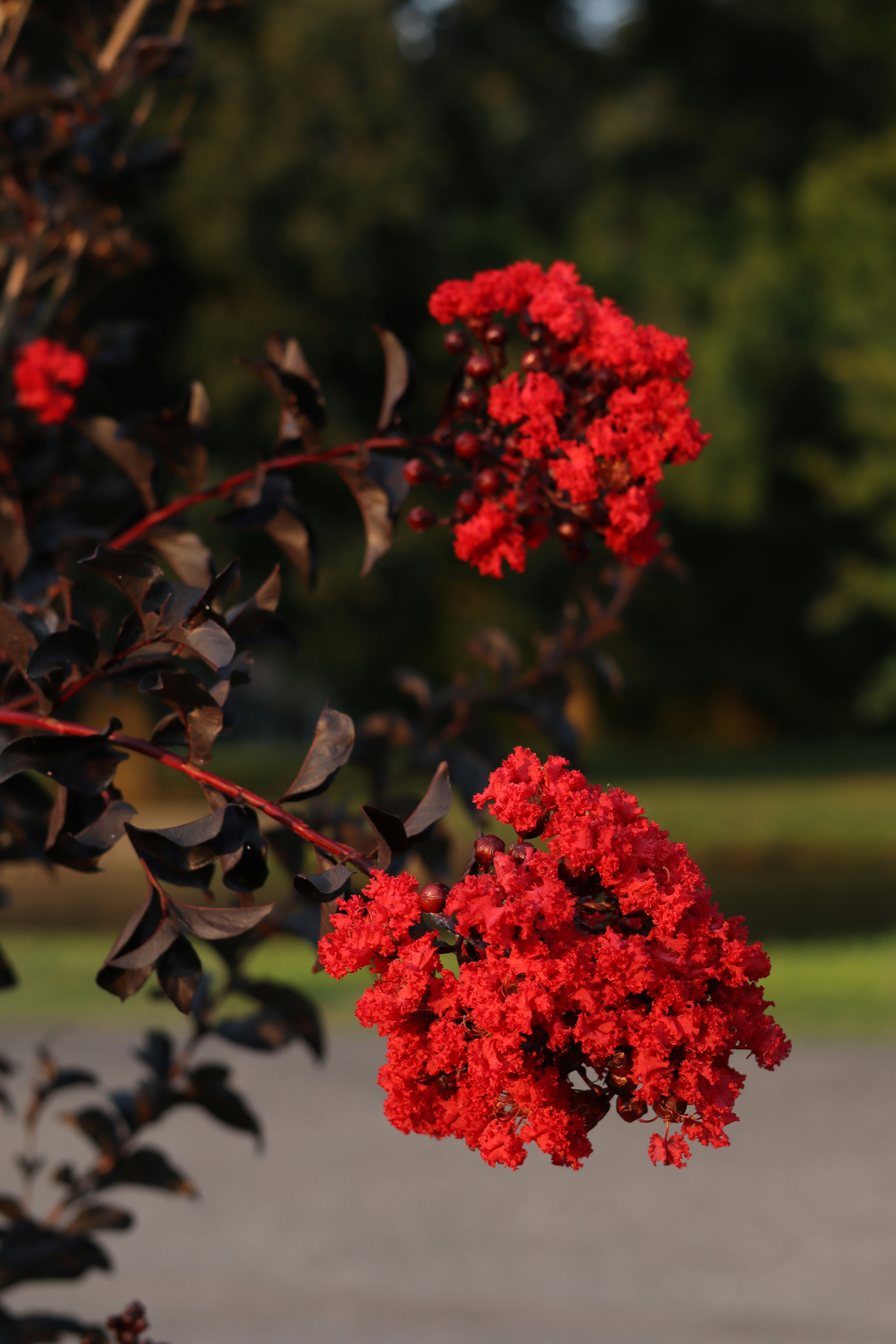A bush with red flowers in a parking lot