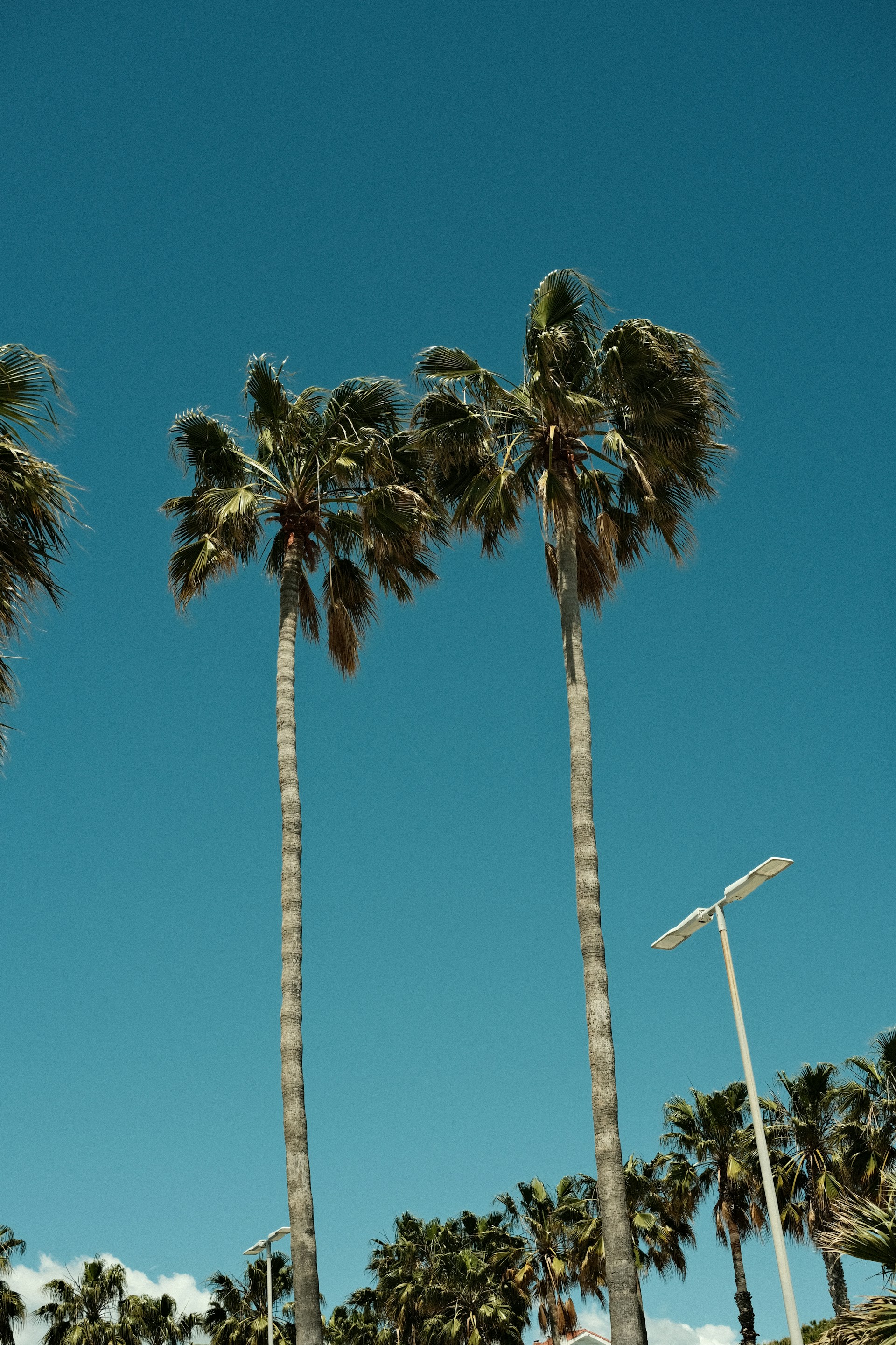 A group of palm trees in front of a blue sky