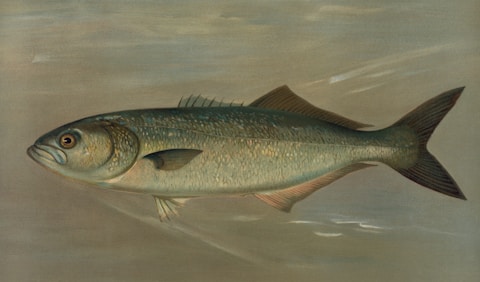 Bluefish