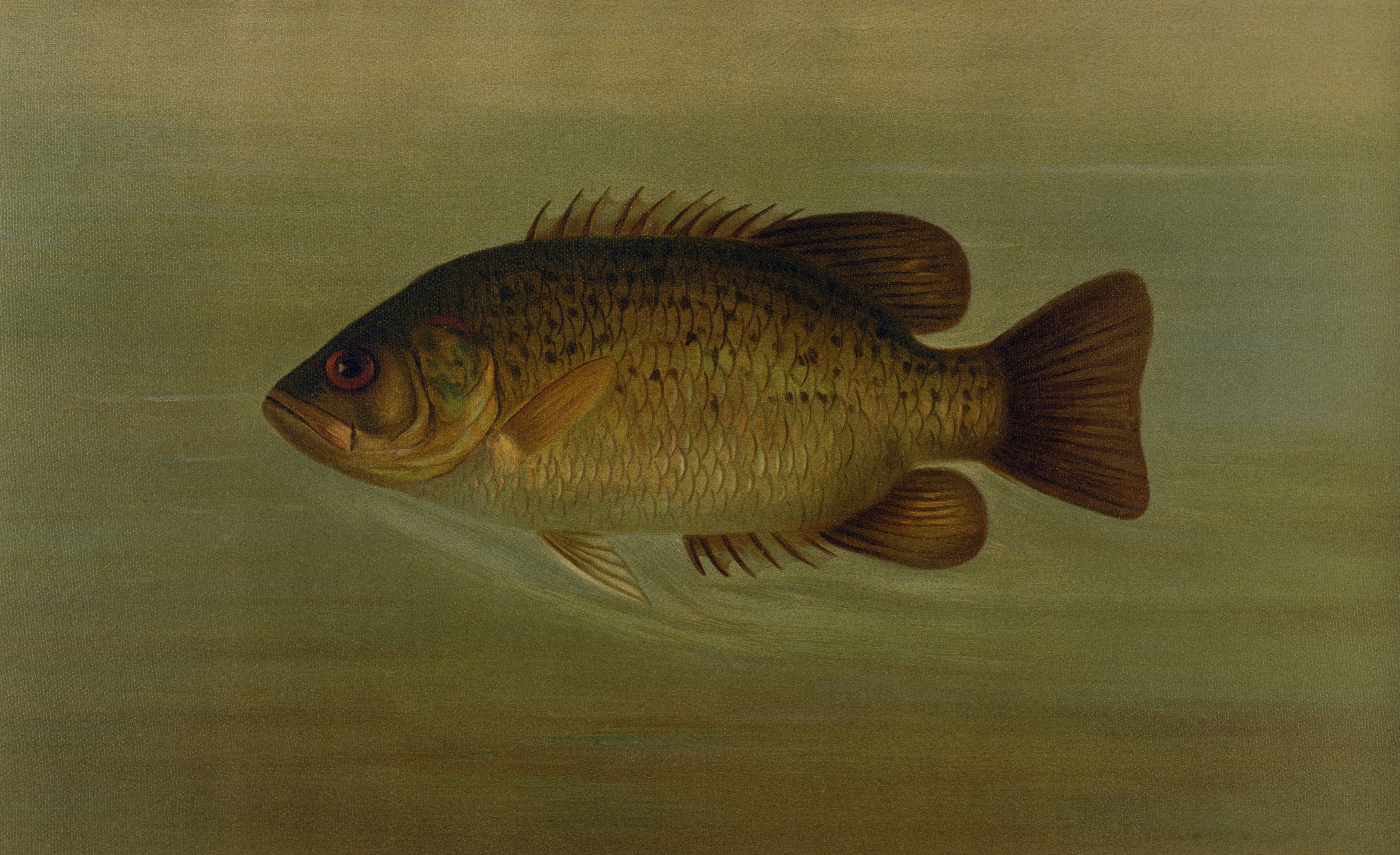 General Research Division, The New York Public Library. 