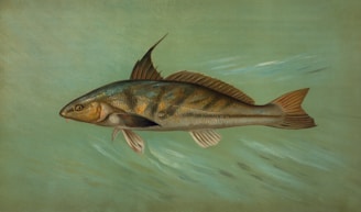 king fish recipe