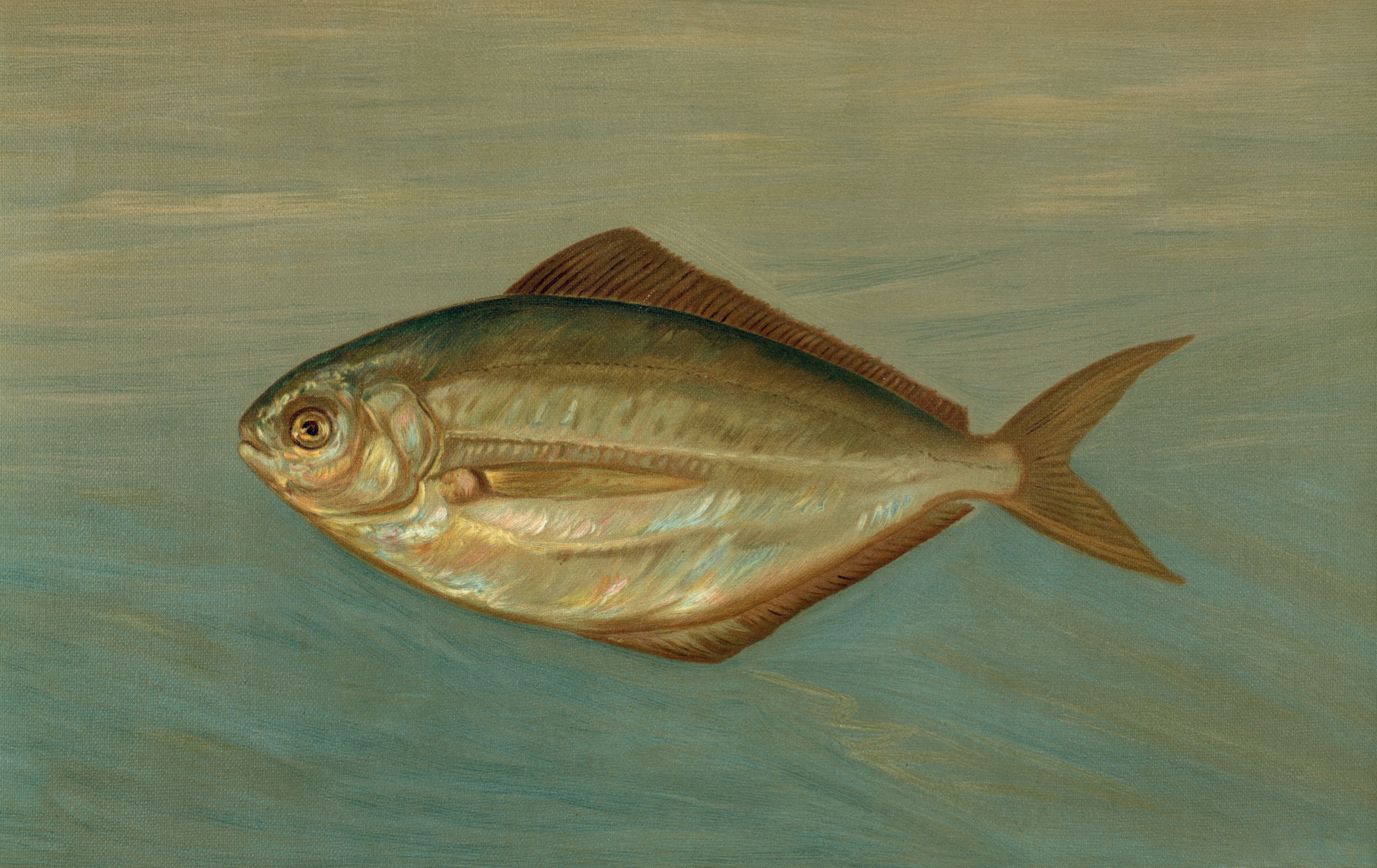 7. Butterfish (image credits: unsplash)