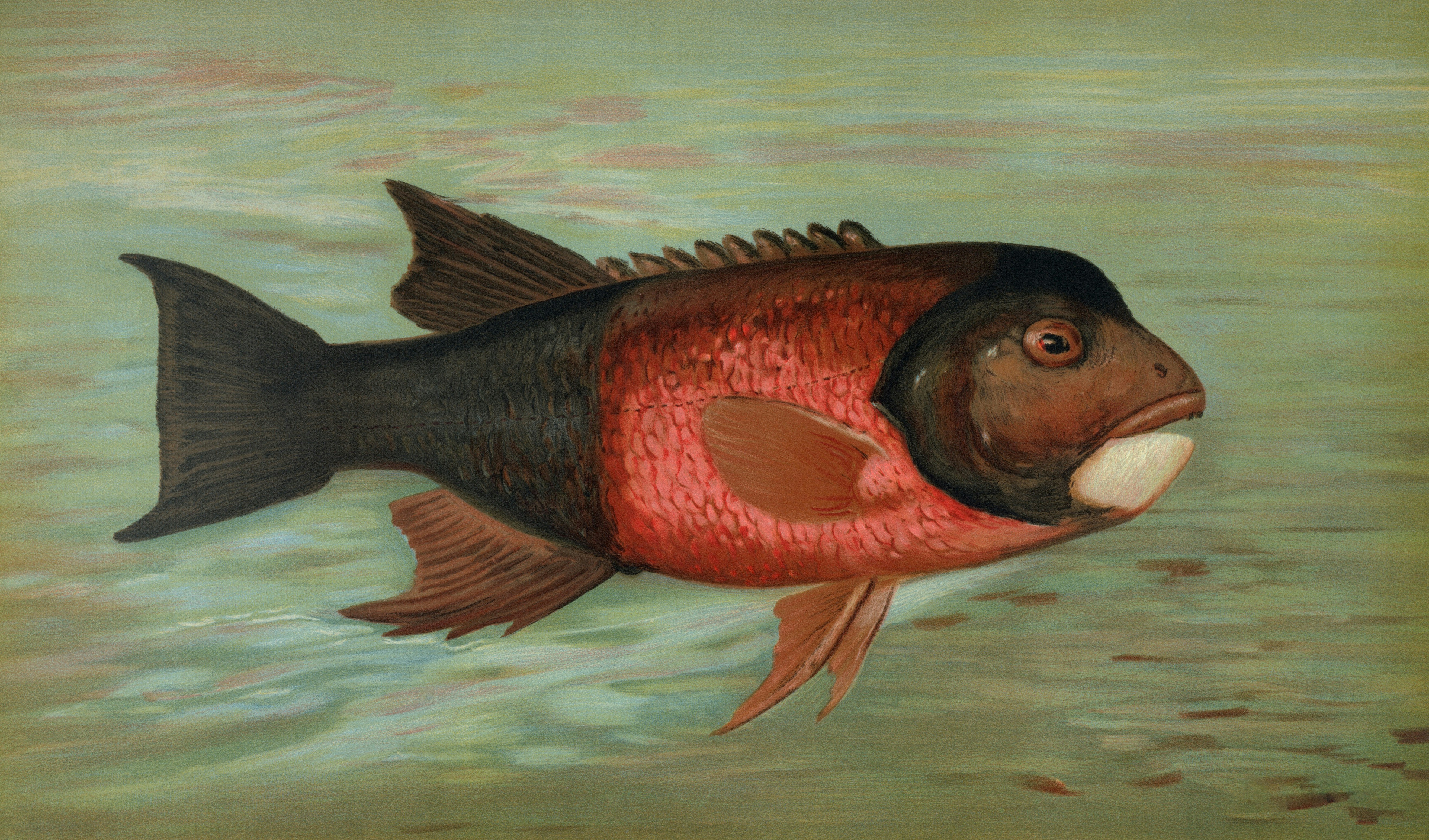 A dark and red fish swims in murky water.