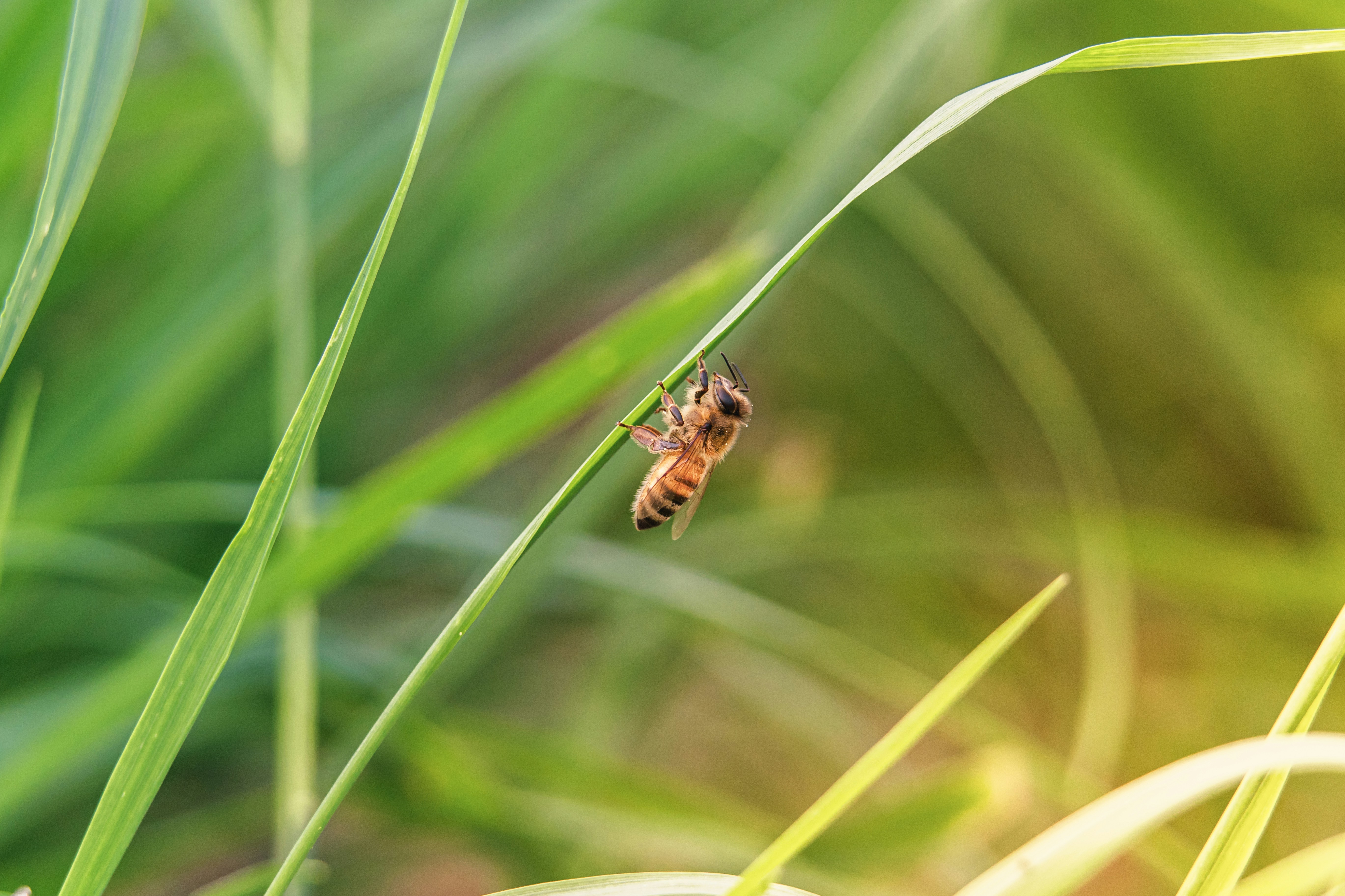 Photo by robertschwarz