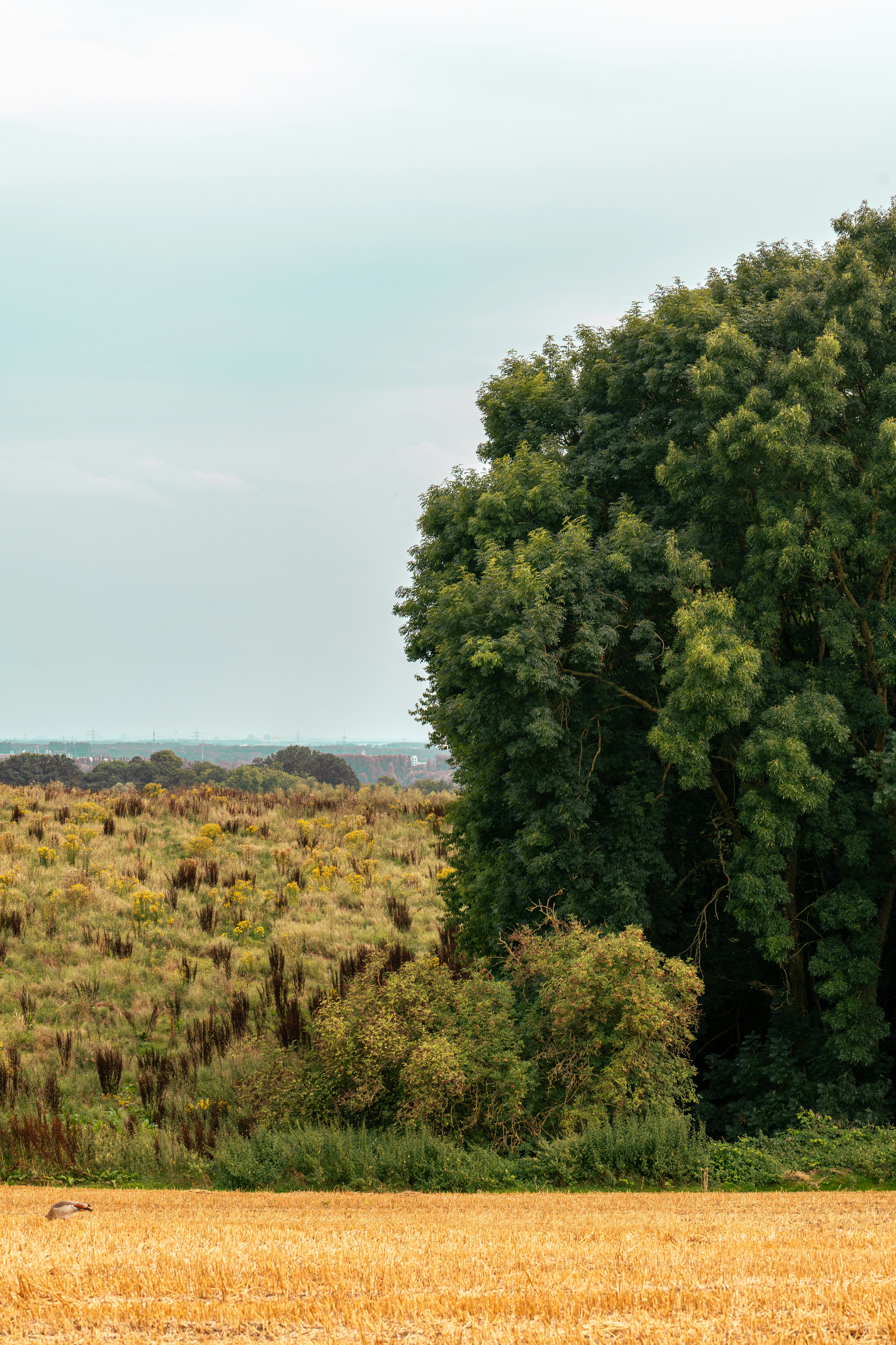 Photo by robertschwarz