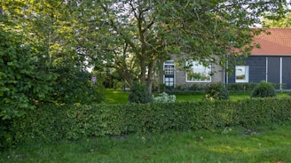 A house in the middle of a lush green yard