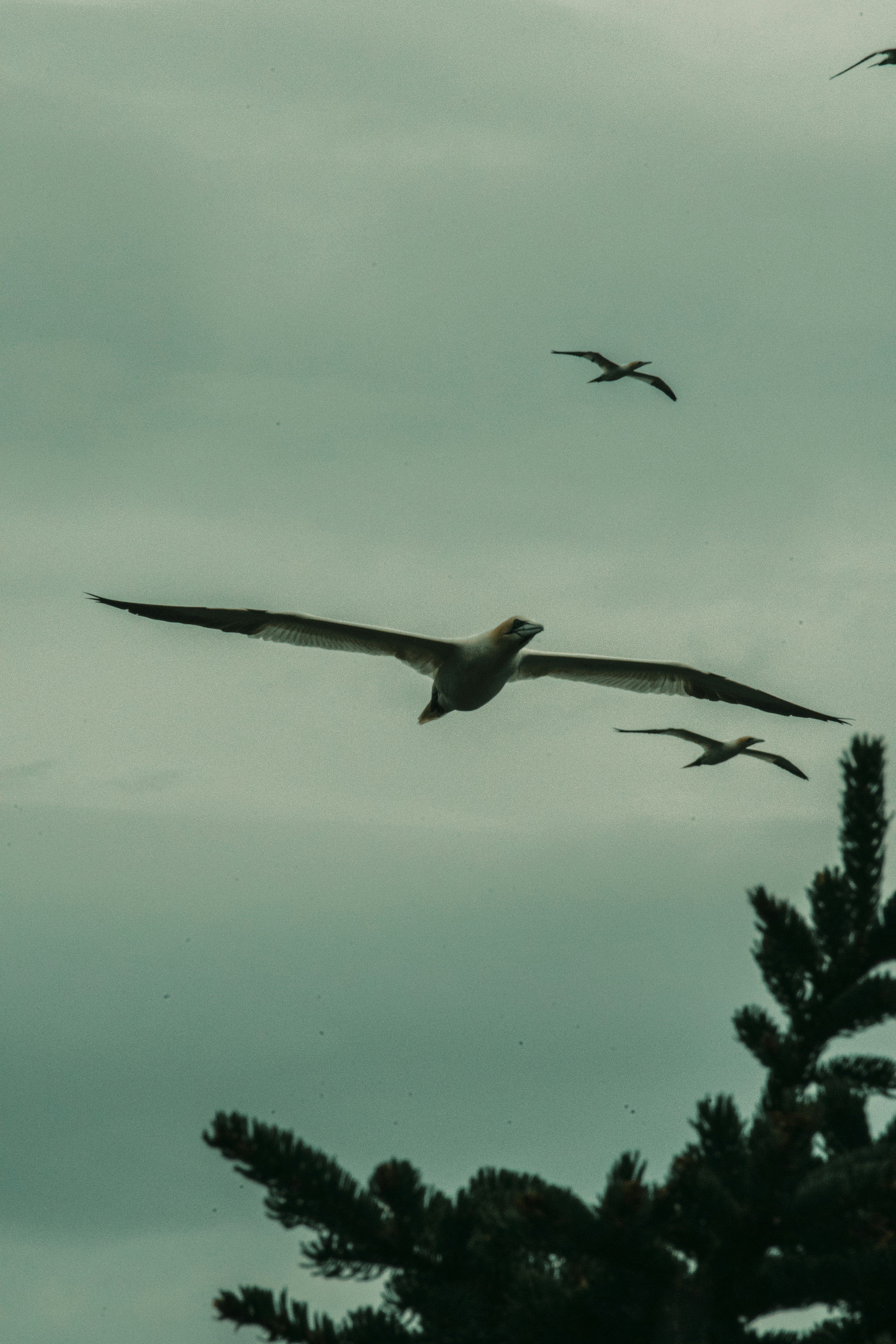 A flock of birds flying through a cloudy sky