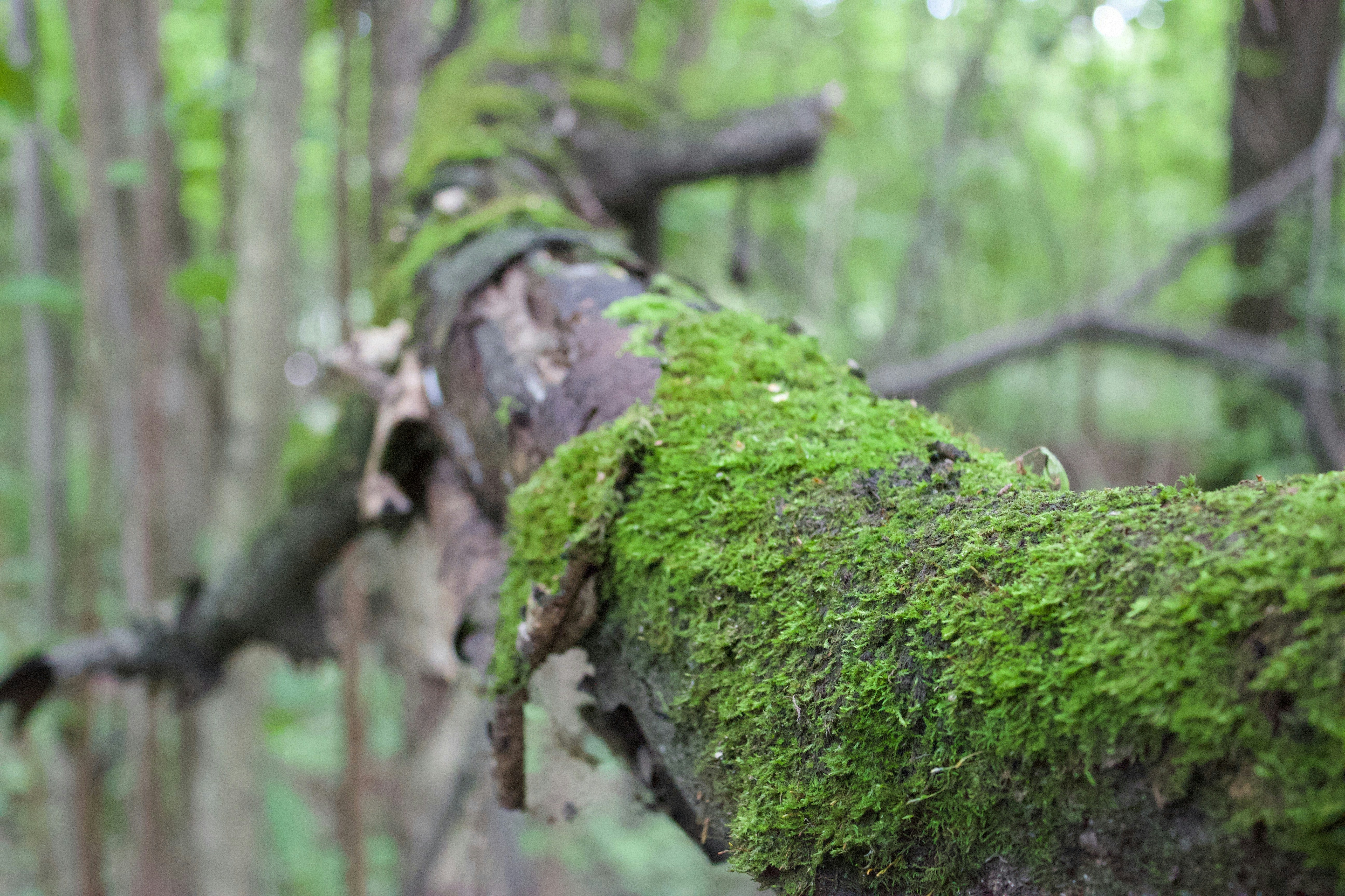 A moss covered tree branch in a forest