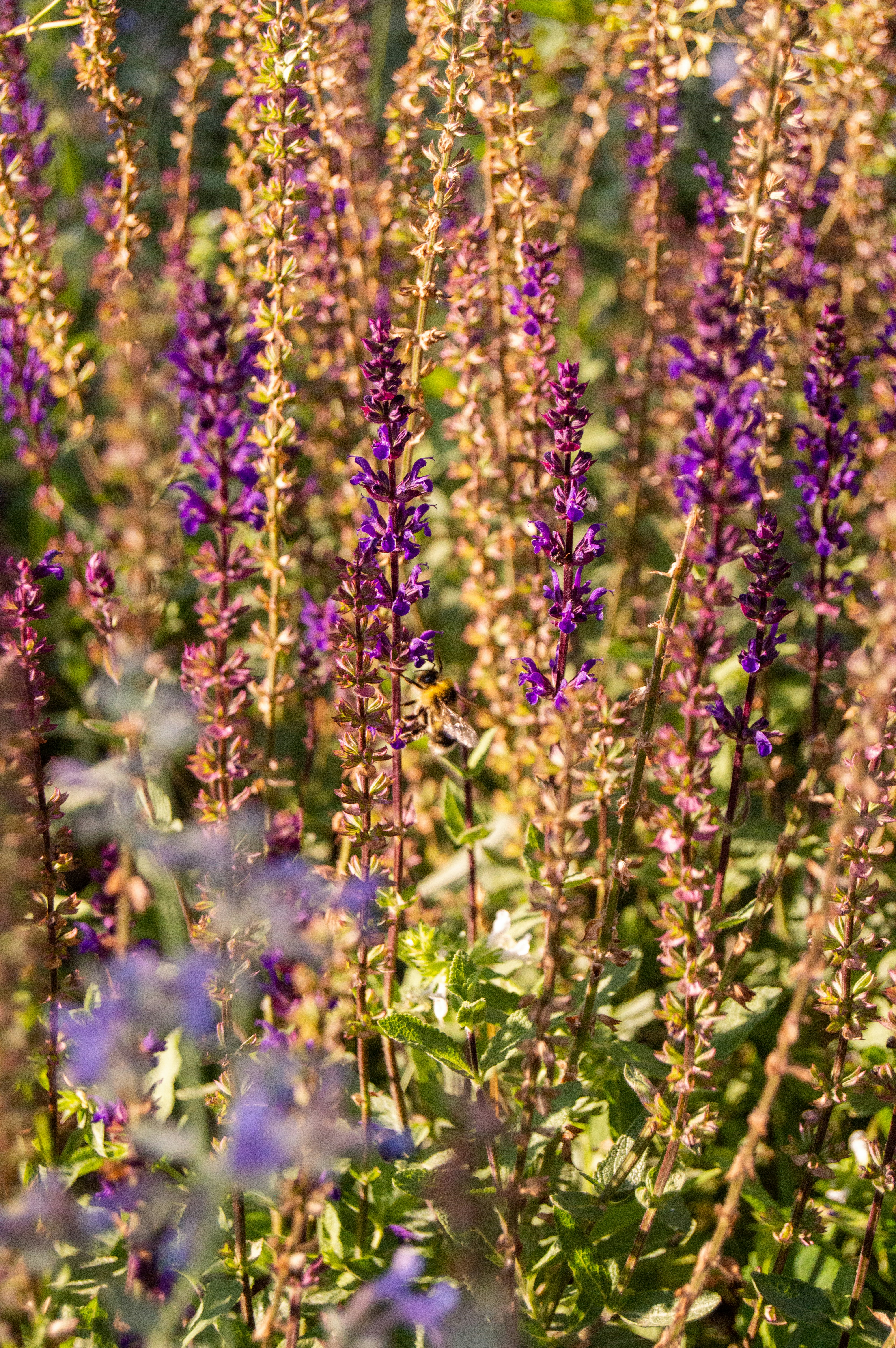 Photo by frosted_vulpes_ferrilata