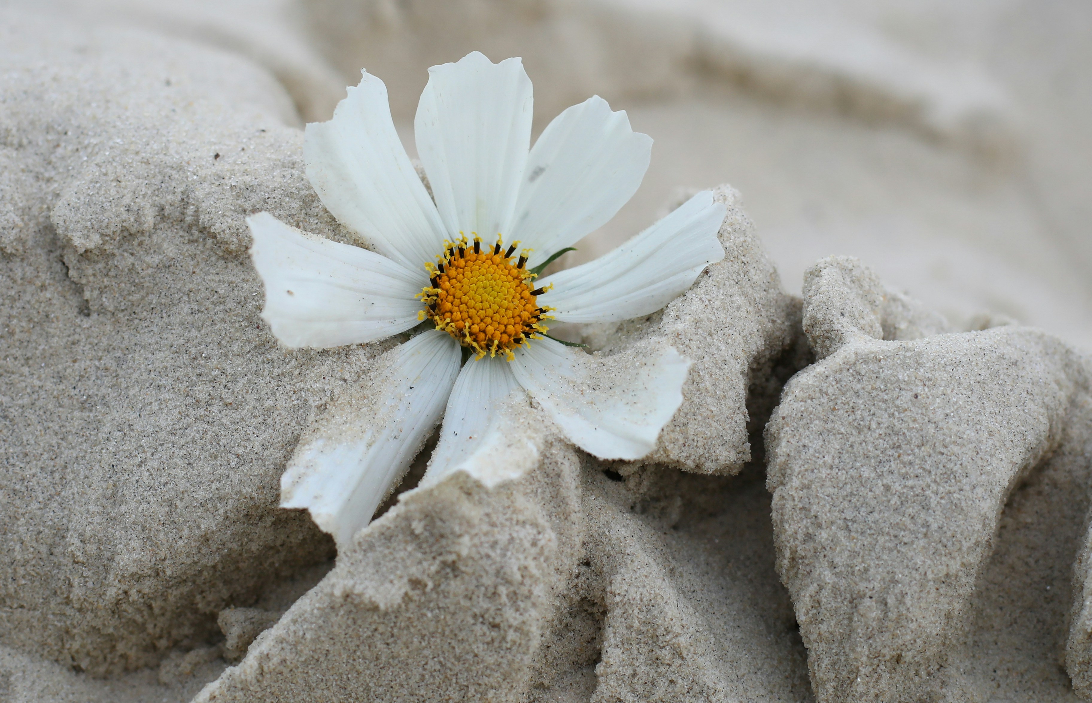 A white flower sitting on top of a rock