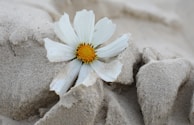 A white flower sitting on top of a rock
