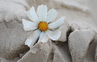 A white flower sitting on top of a rock