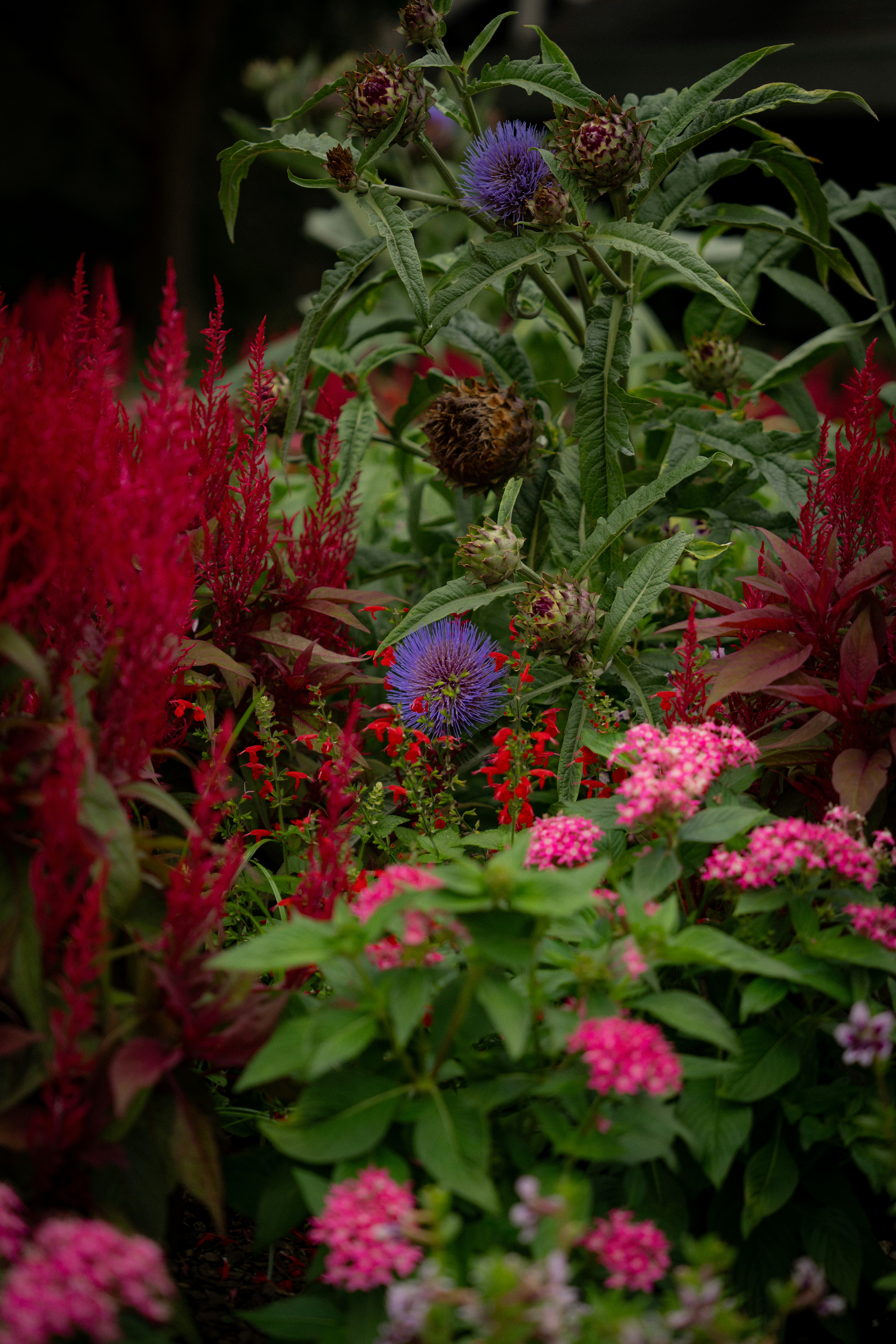 A colorful garden with diverse plants