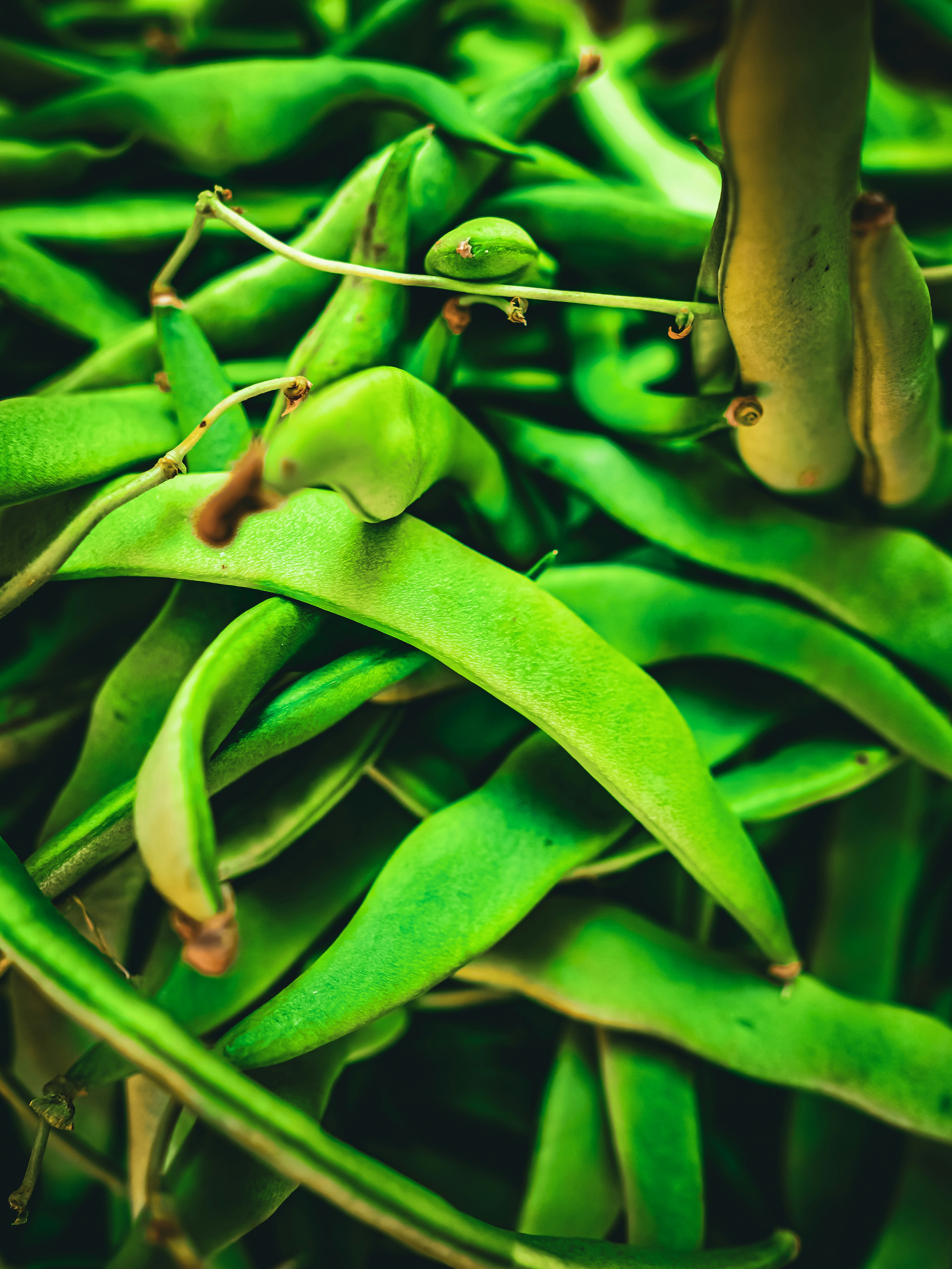 A close up of a bunch of green beans